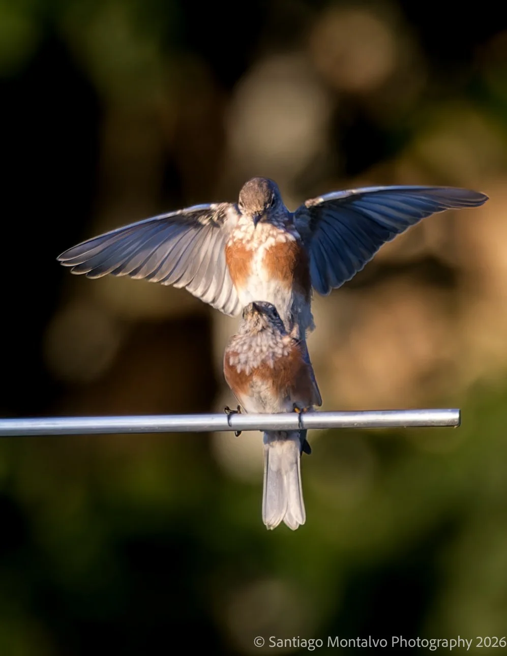 Bird Collection 2-9.jpg