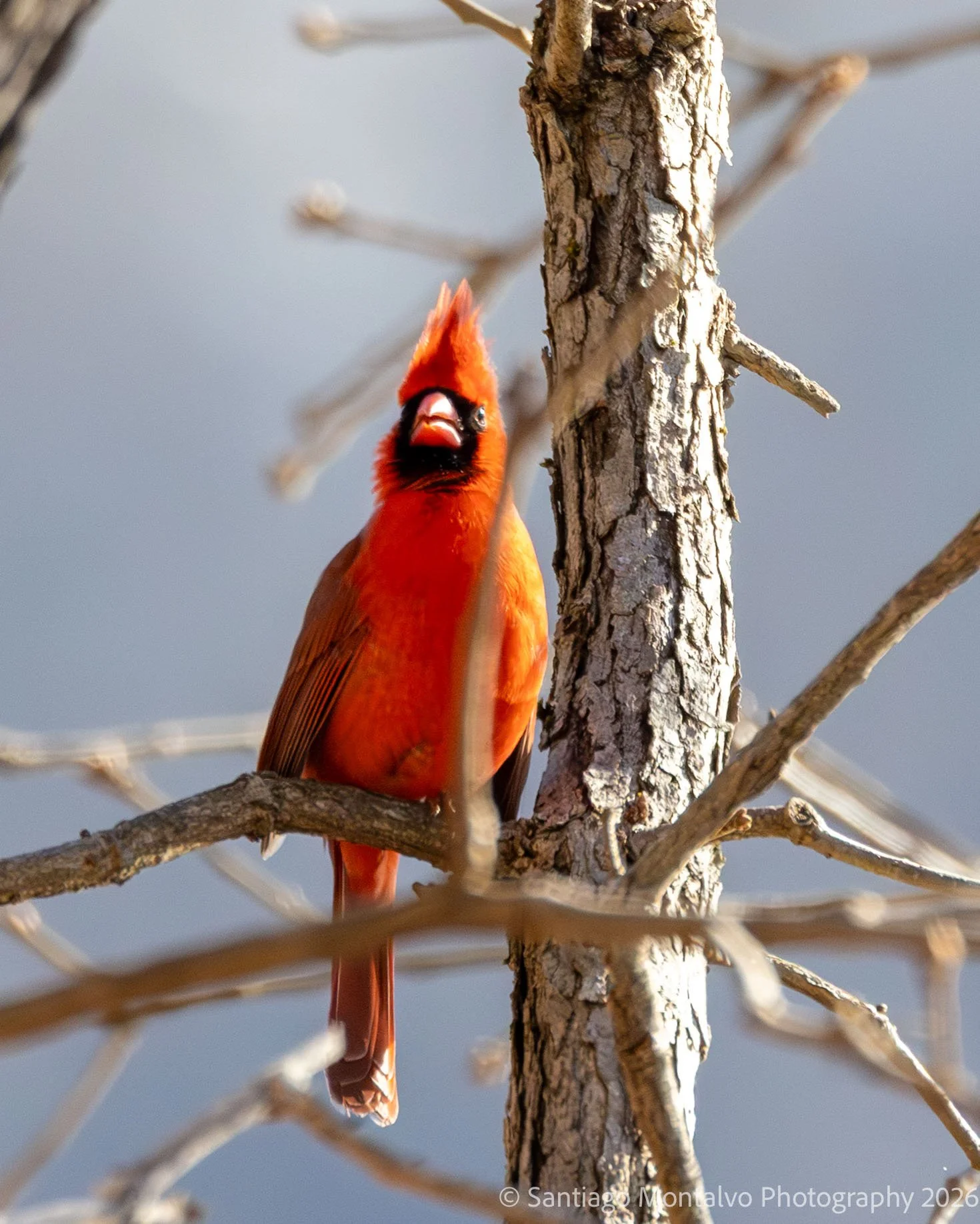 Bird Collection 2-36.jpg
