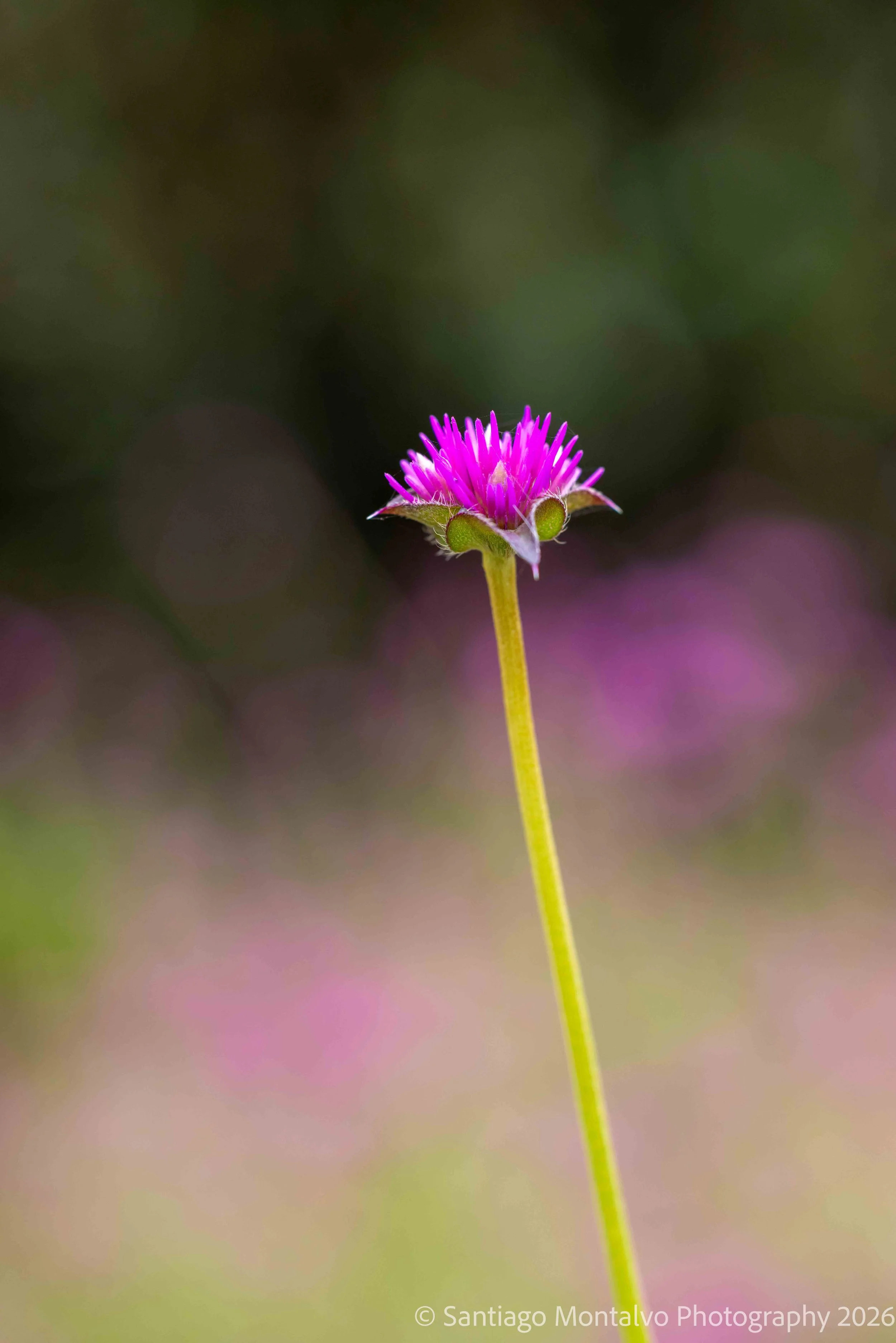 Nature's Details -
An invitation to look a little closer.