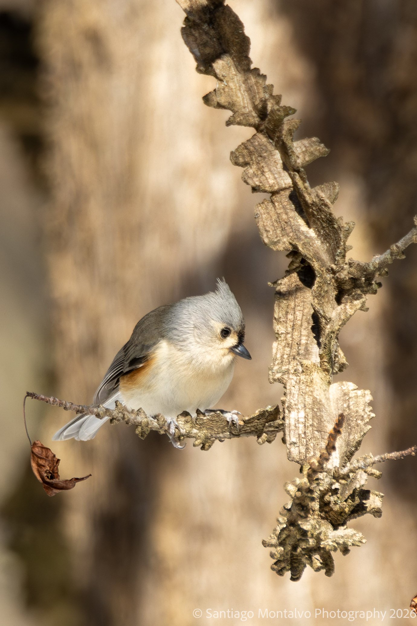 Bird Collection 1-42.jpg