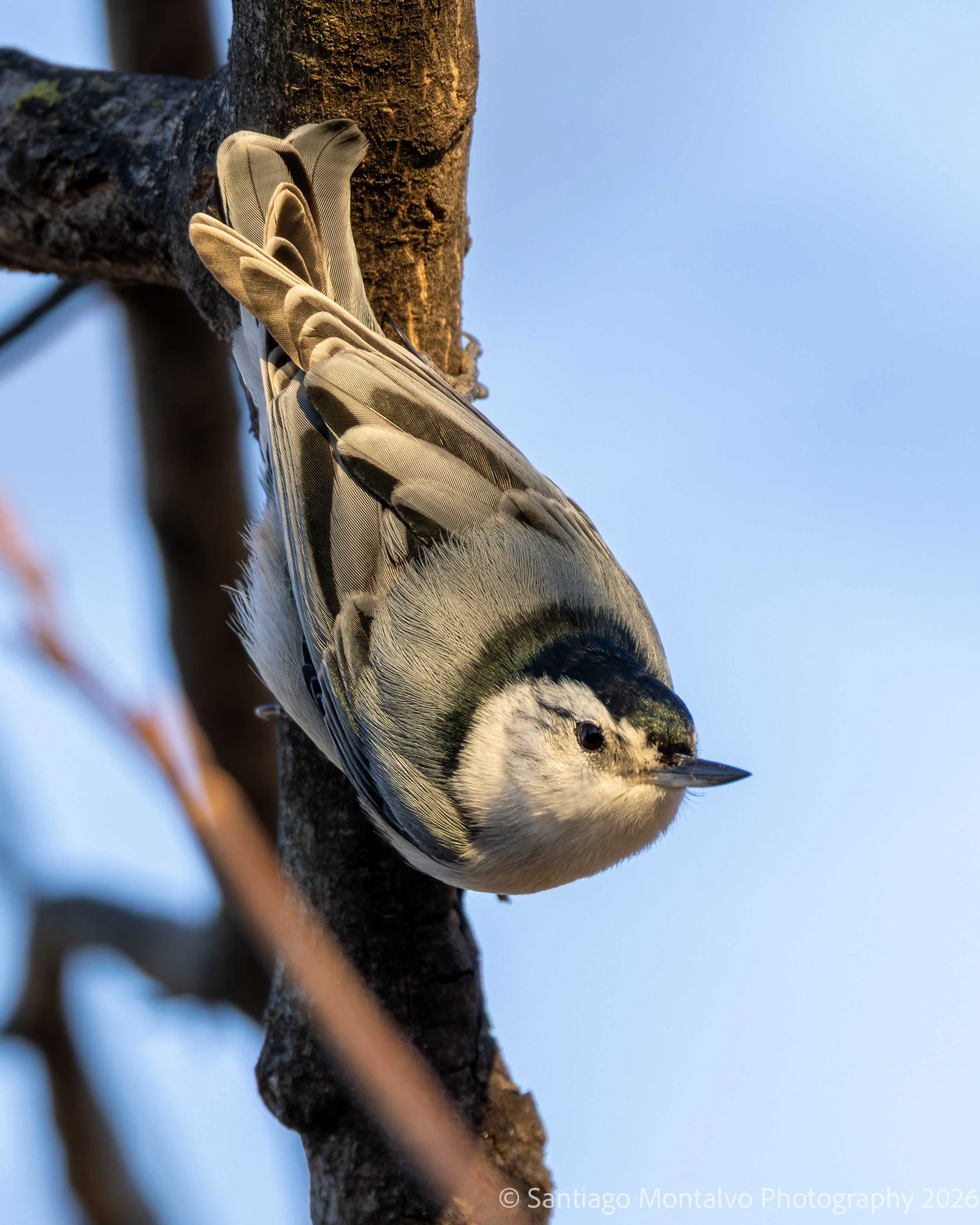 Bird Collection 1-30.jpg