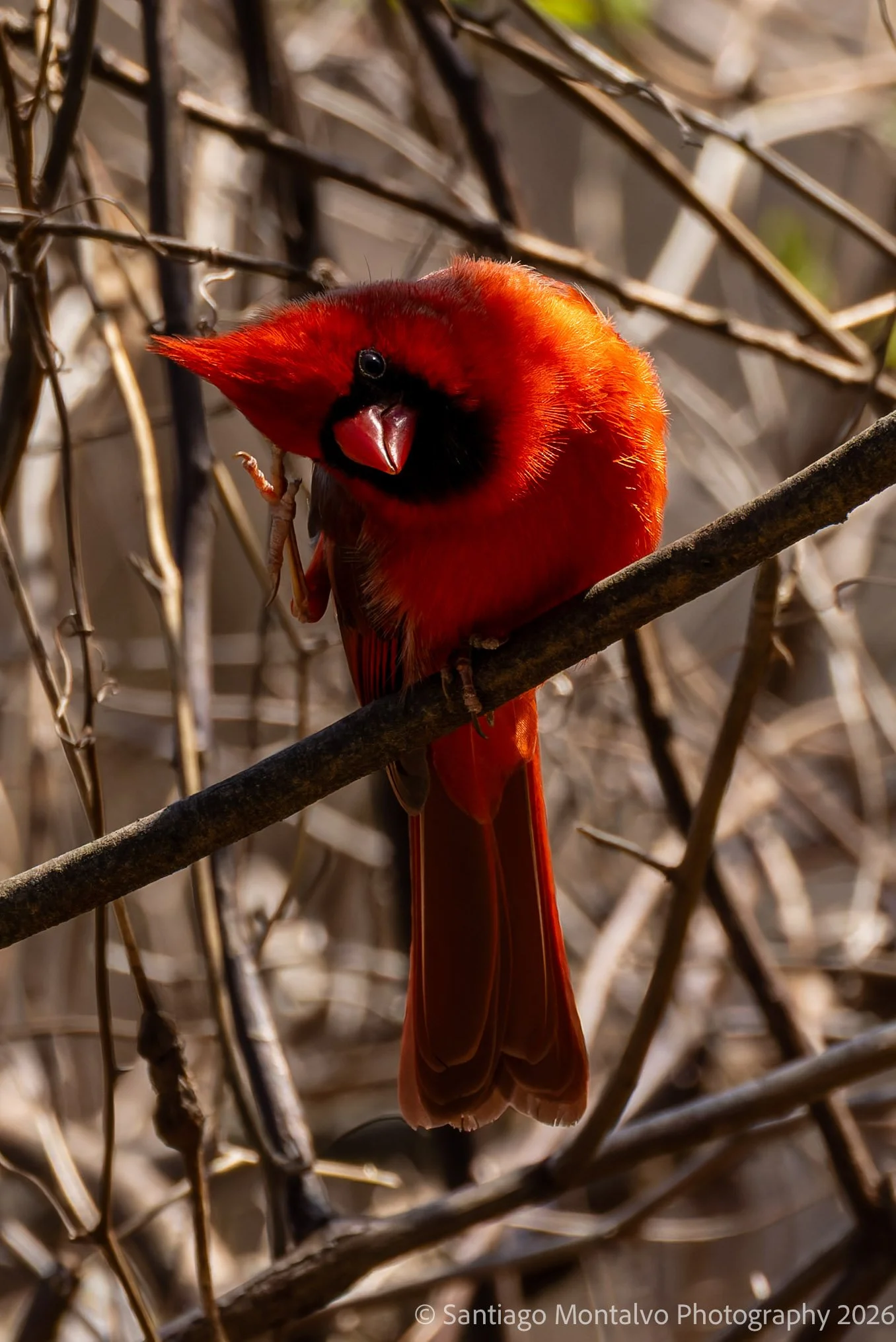 Bird Collection 2-68.jpg
