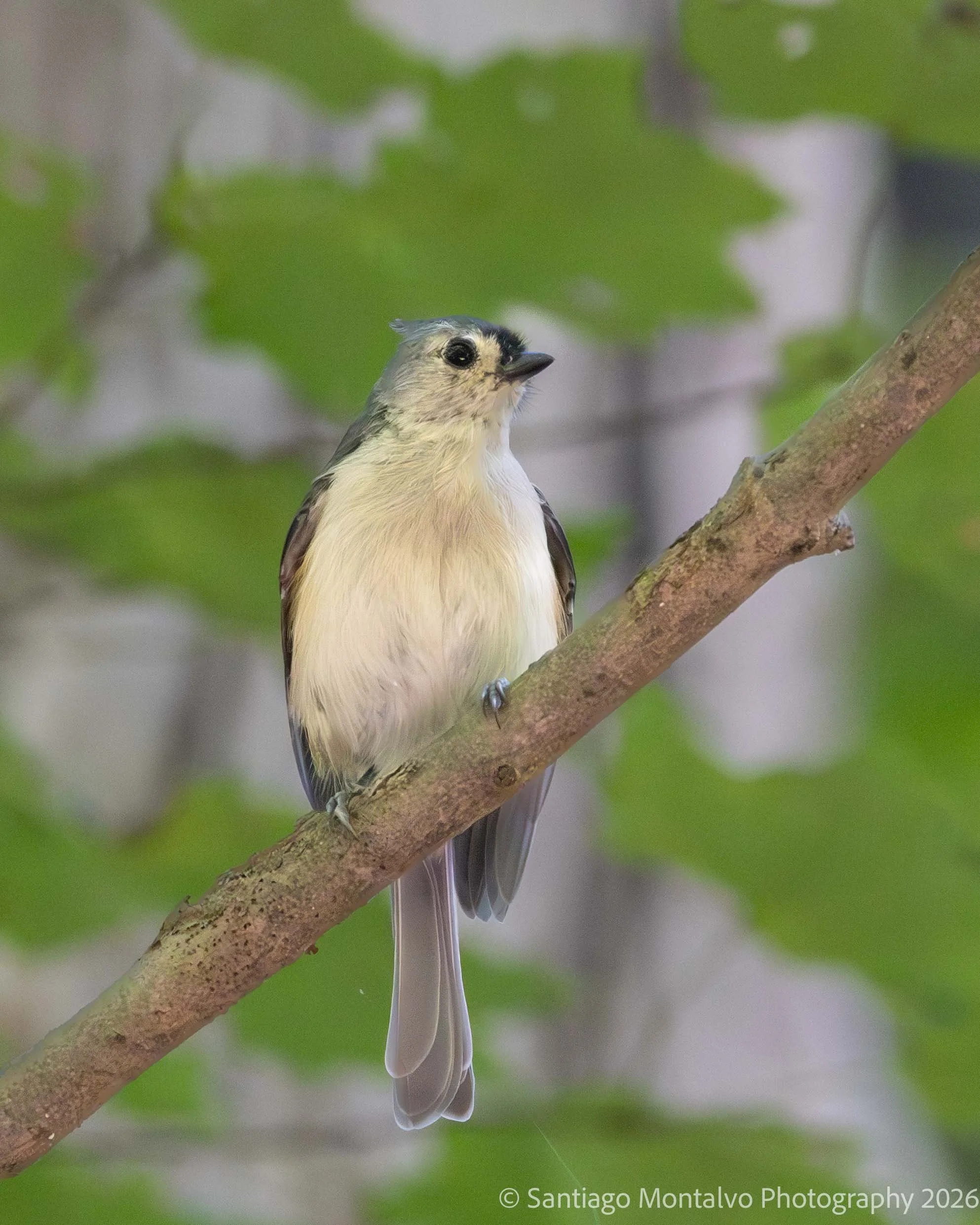 Bird Collection 2-13.jpg
