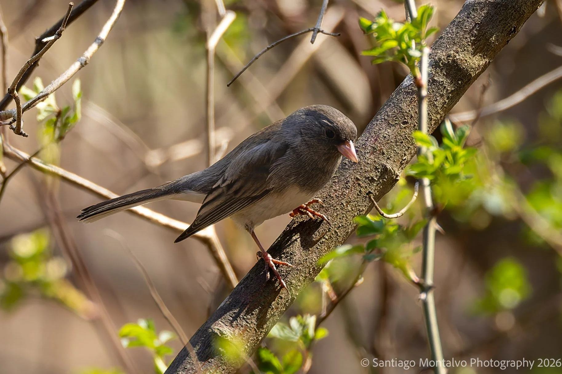 Bird Collection 2-74.jpg