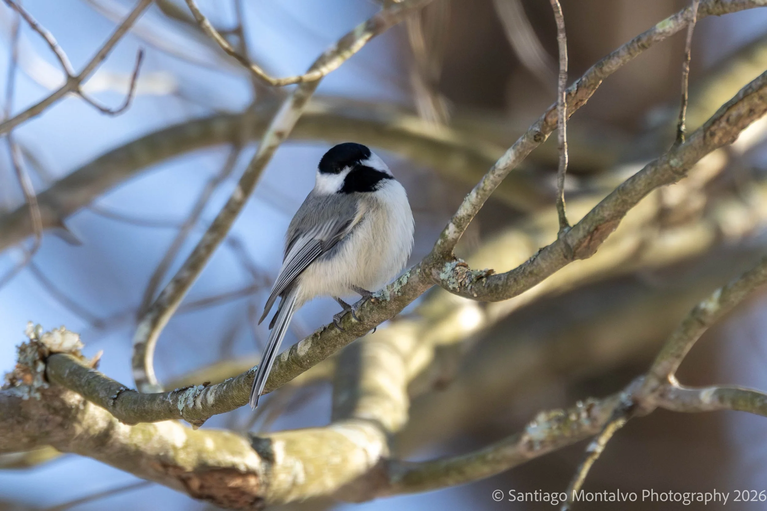 Bird Collection 2-33.jpg