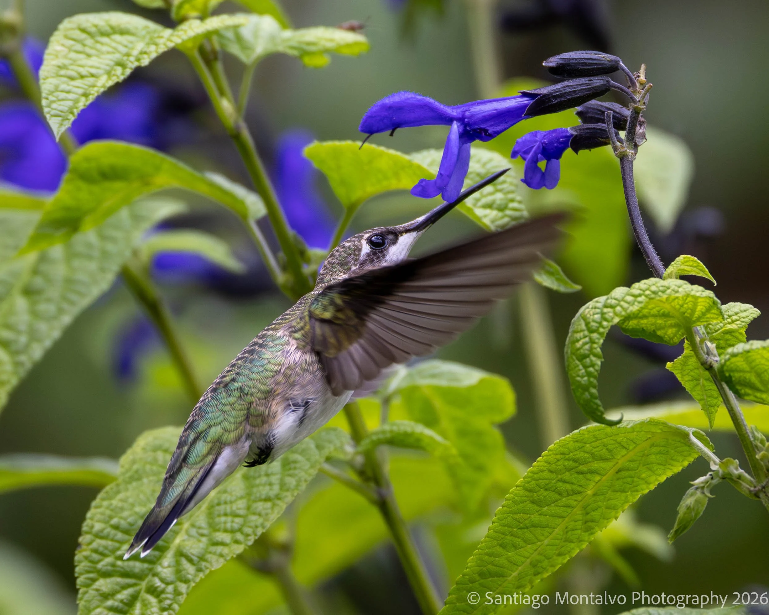 Bird Collection 2-15.jpg