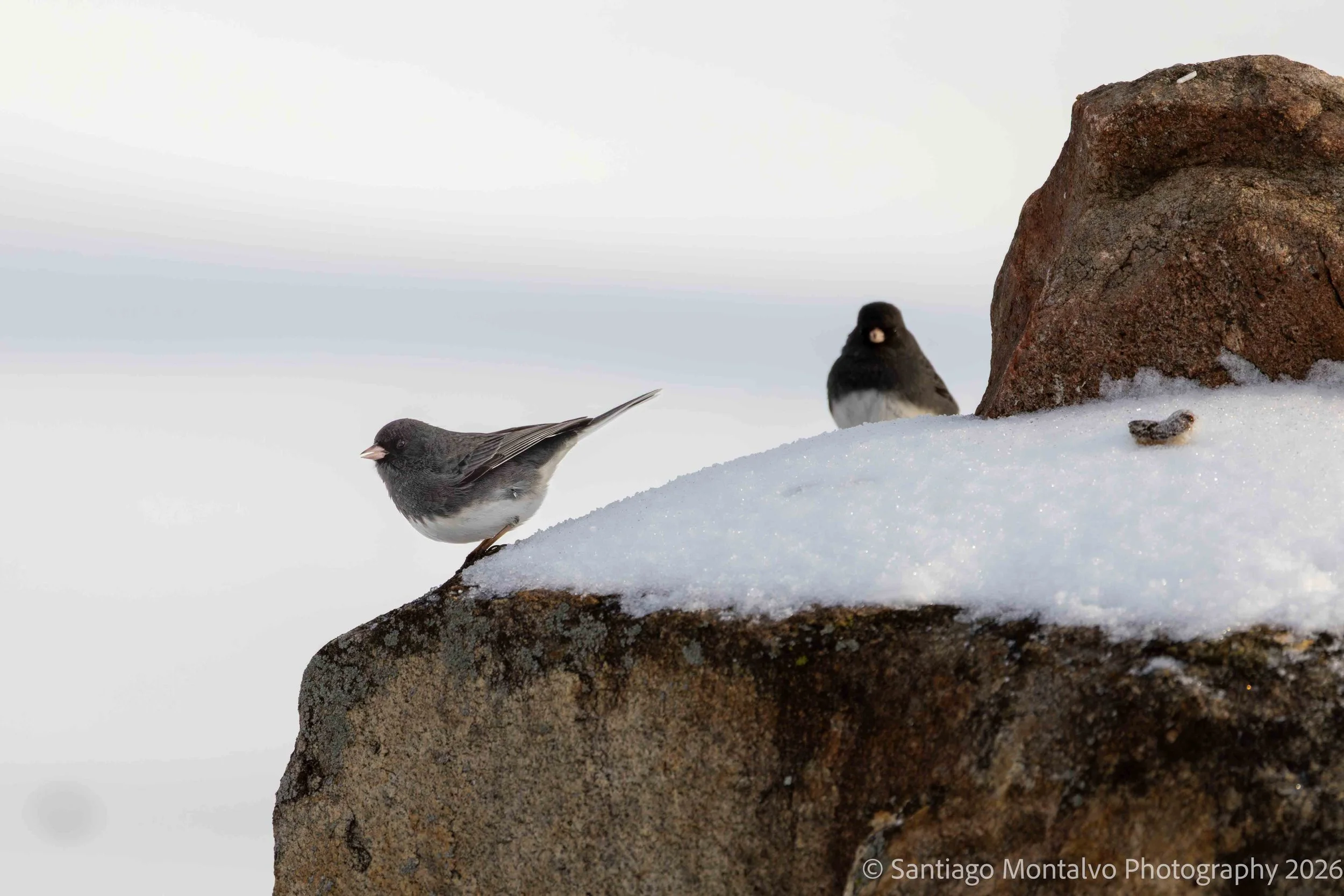 Bird Collection 2-25.jpg