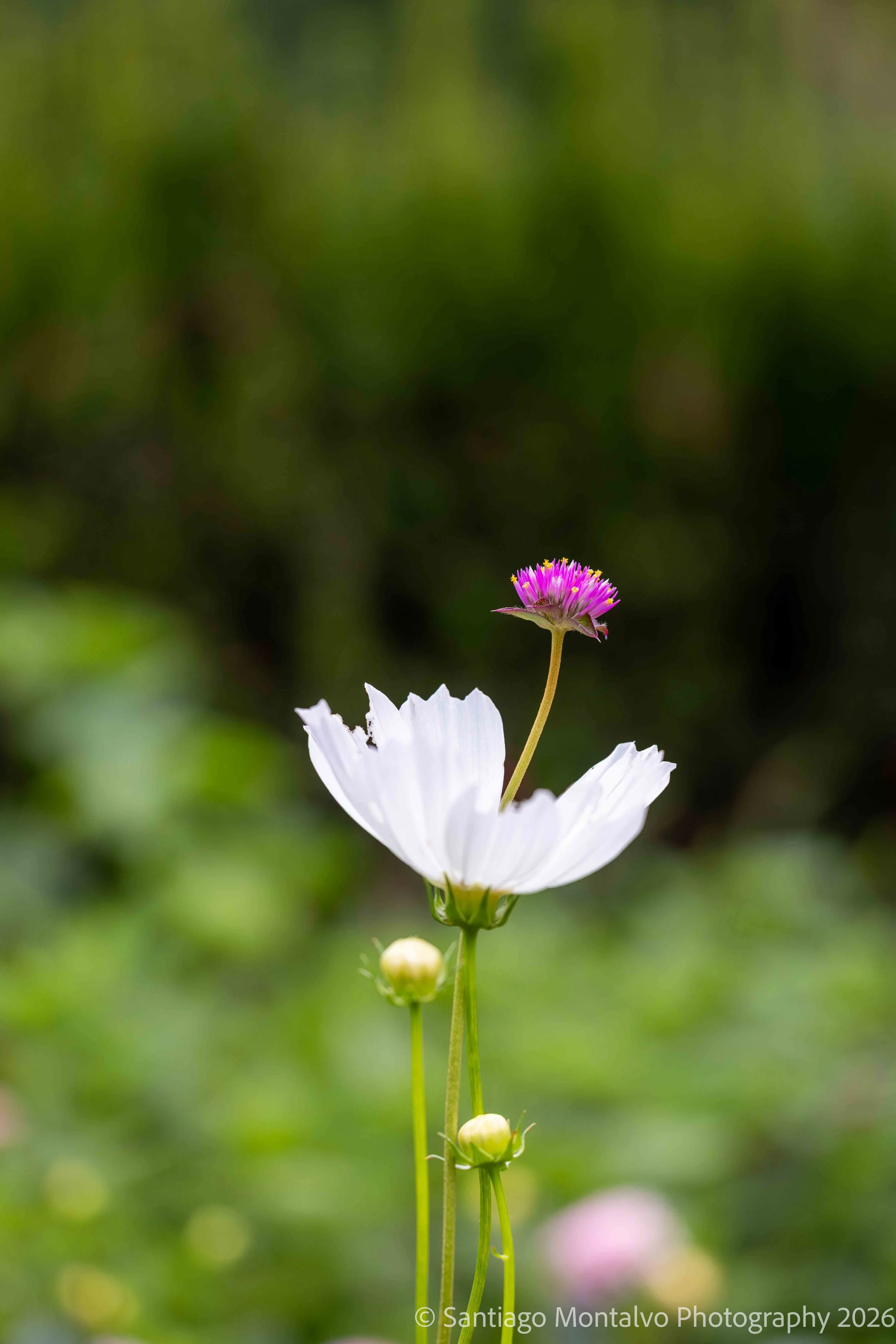 Petals and Light -
A delicate expression of nature's artistry.