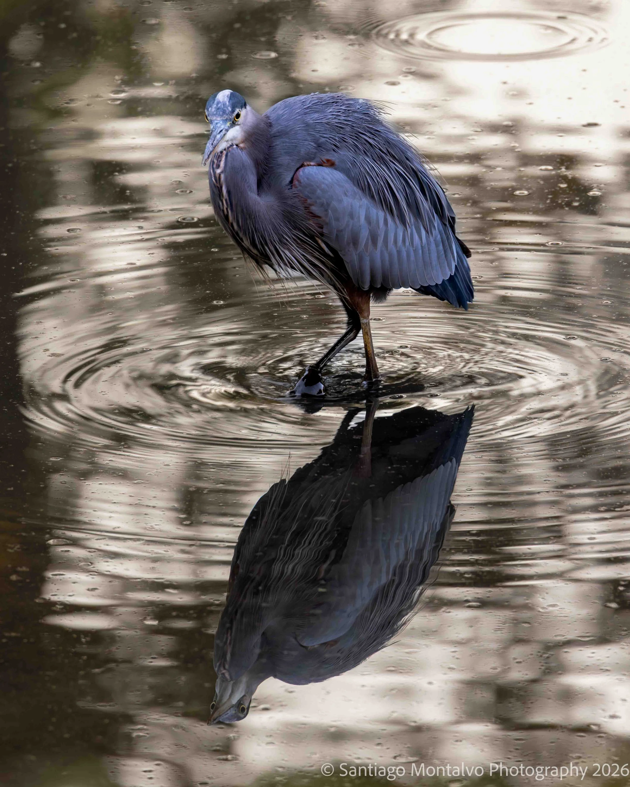 Bird Collection 1-20.jpg