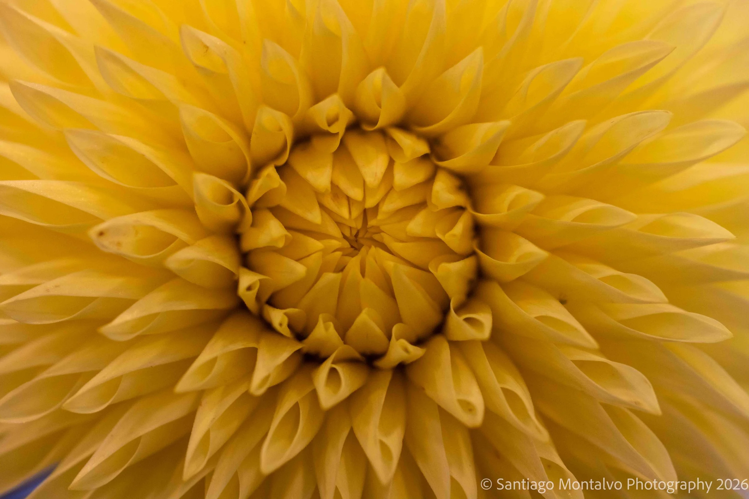 The Art of Blooming -
A study of natural color, shape, and texture.