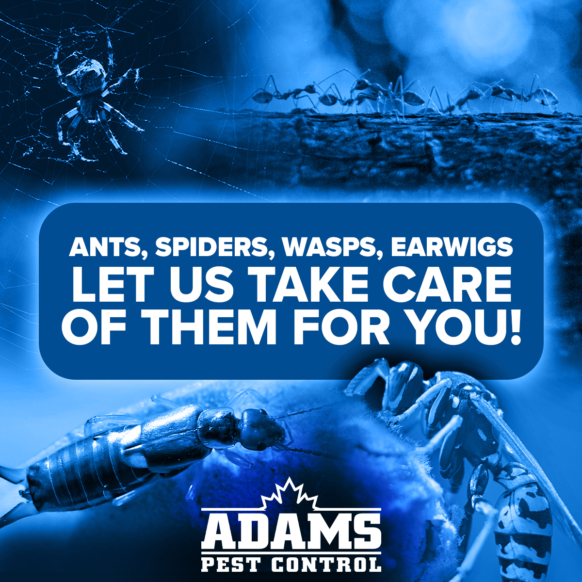 Close-up of an ant, below a spider on a web, with a group of ants walking on a log at night. Text overlay reads: "Ants, Spiders, Wasps, Earwigs. Let us take care of them for you!" and the logo for Adams Pest Control.