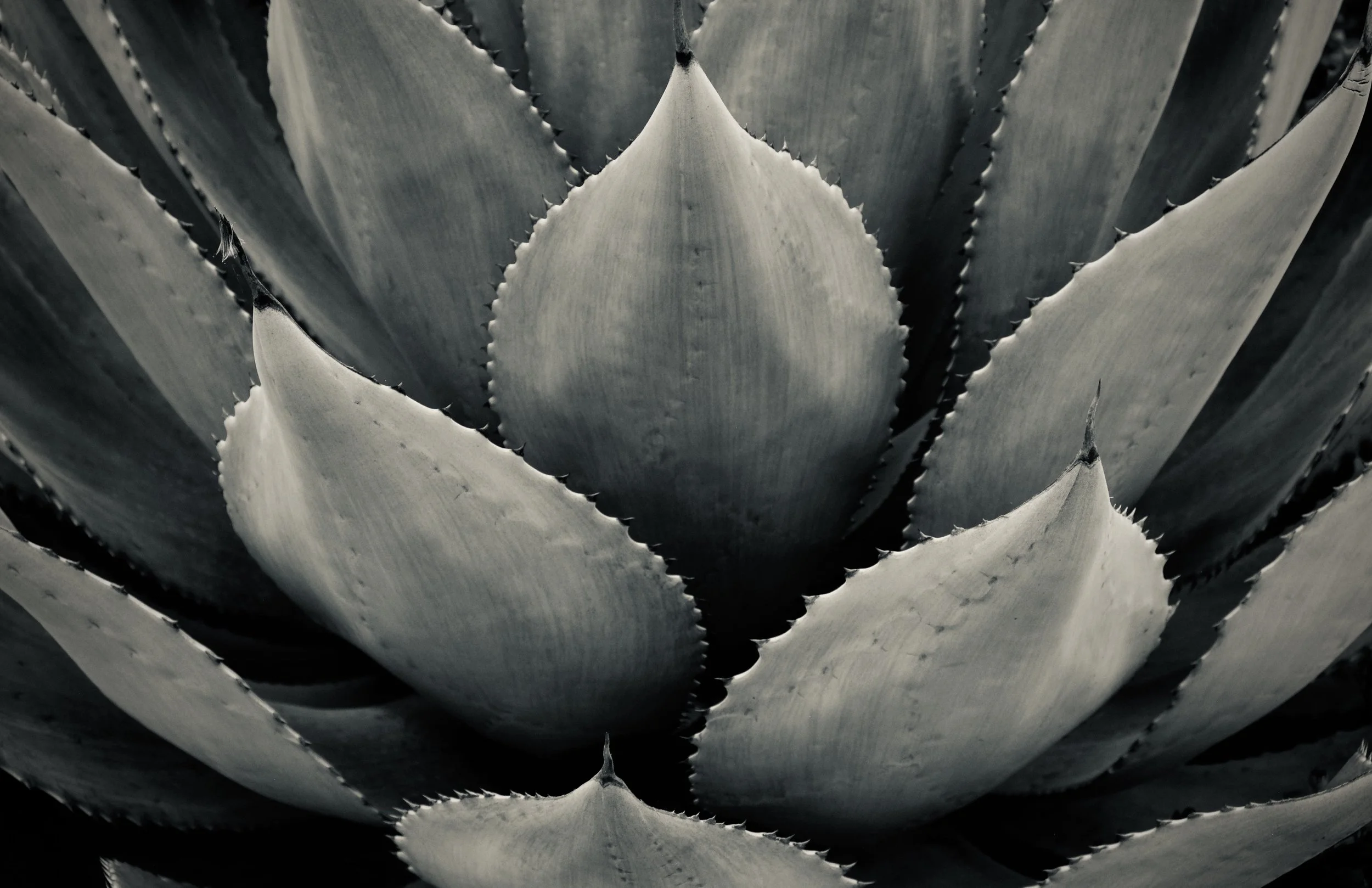 Andrea Pook, Silver Agave