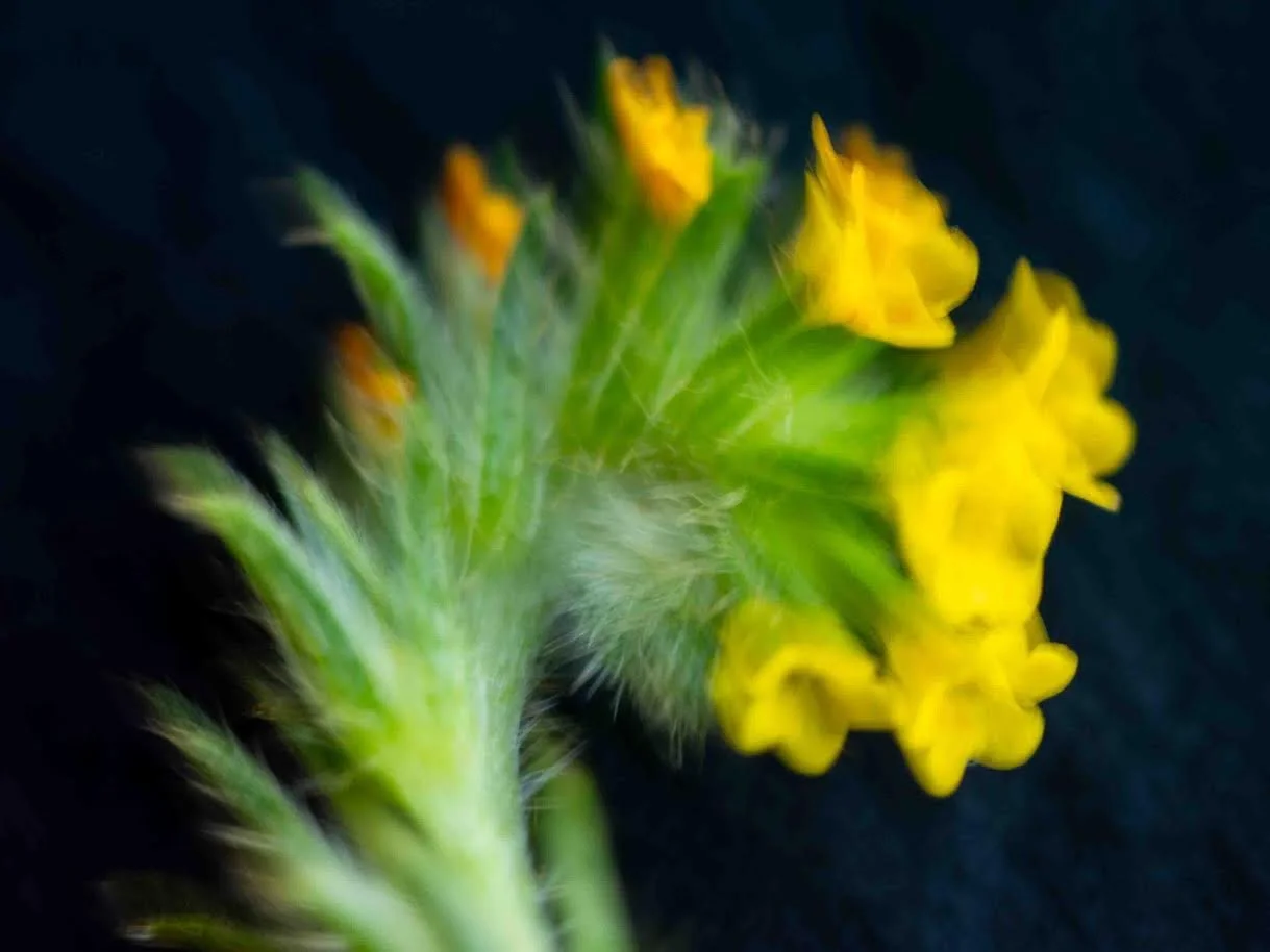 Kara Douglass