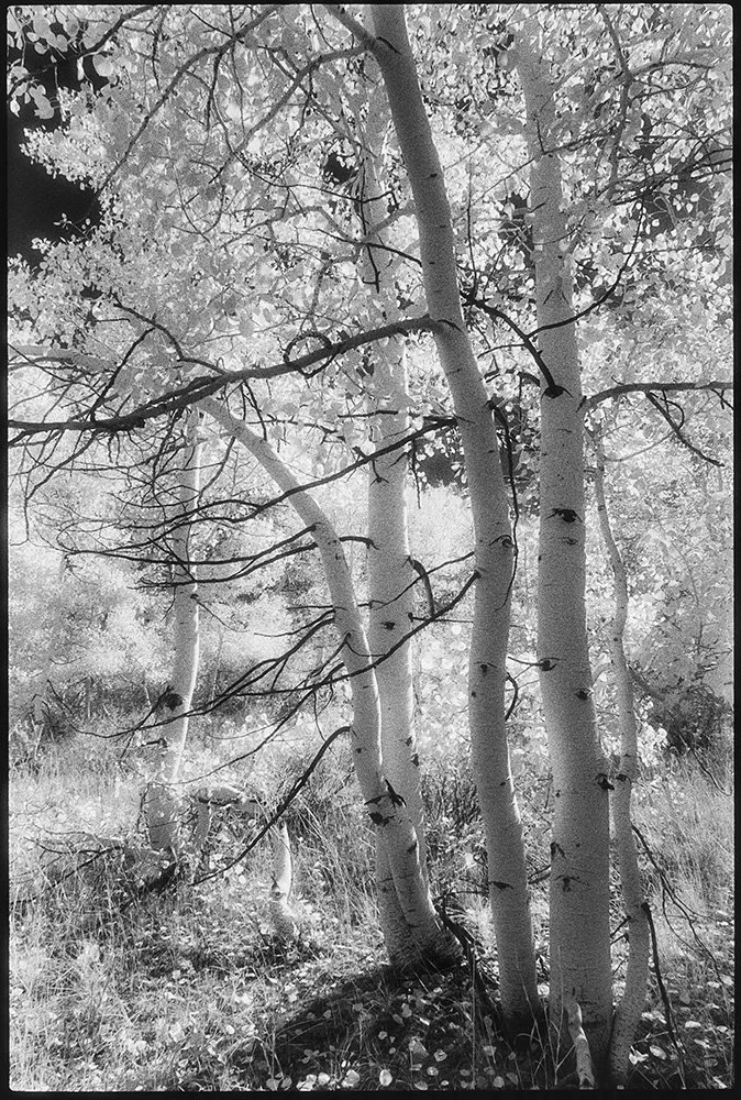 aspen-tree-sierra-nevada-mountain-landscape-photography-wet-darkroom.jpg