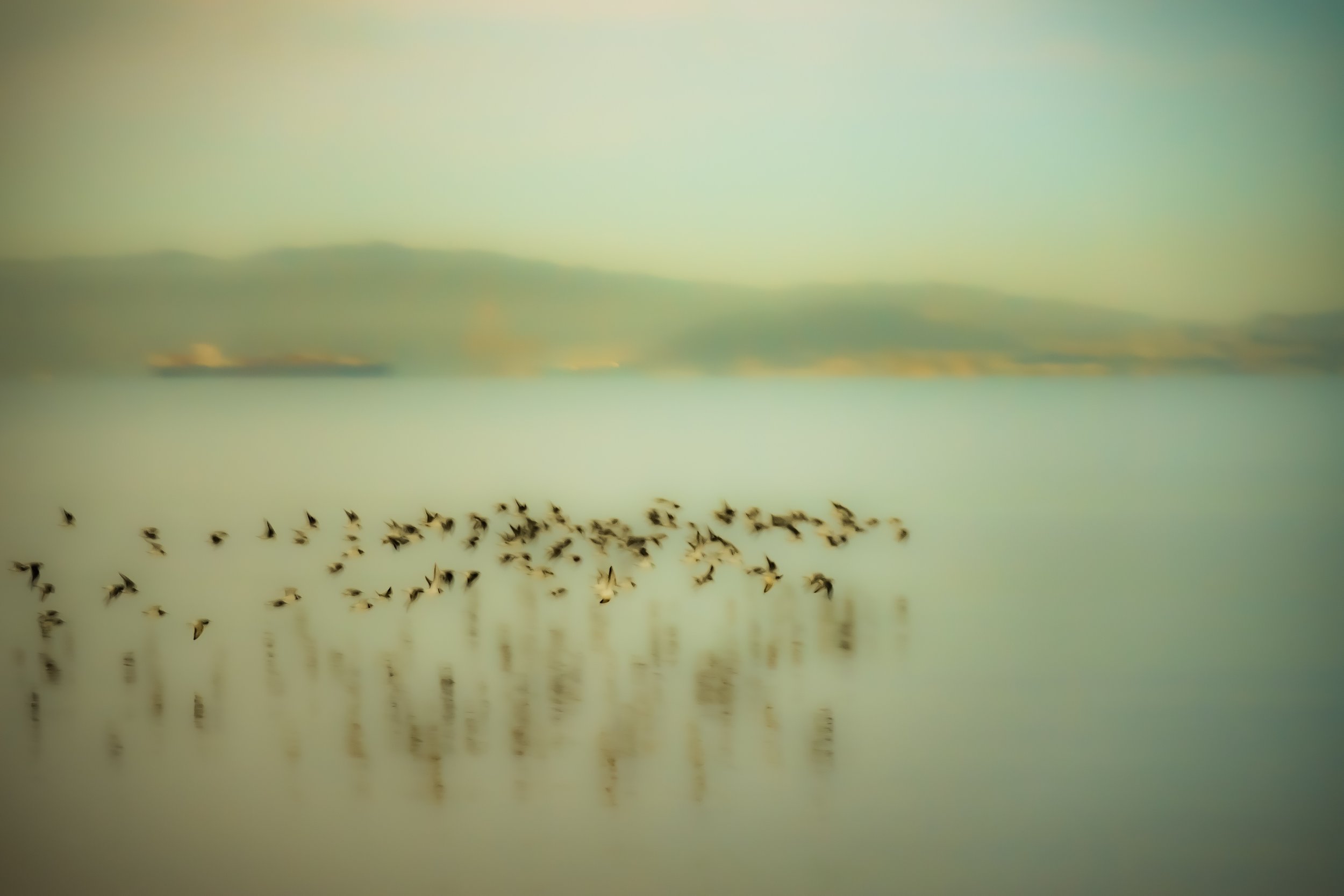 Ivan Baxarias, Impressionist Birds