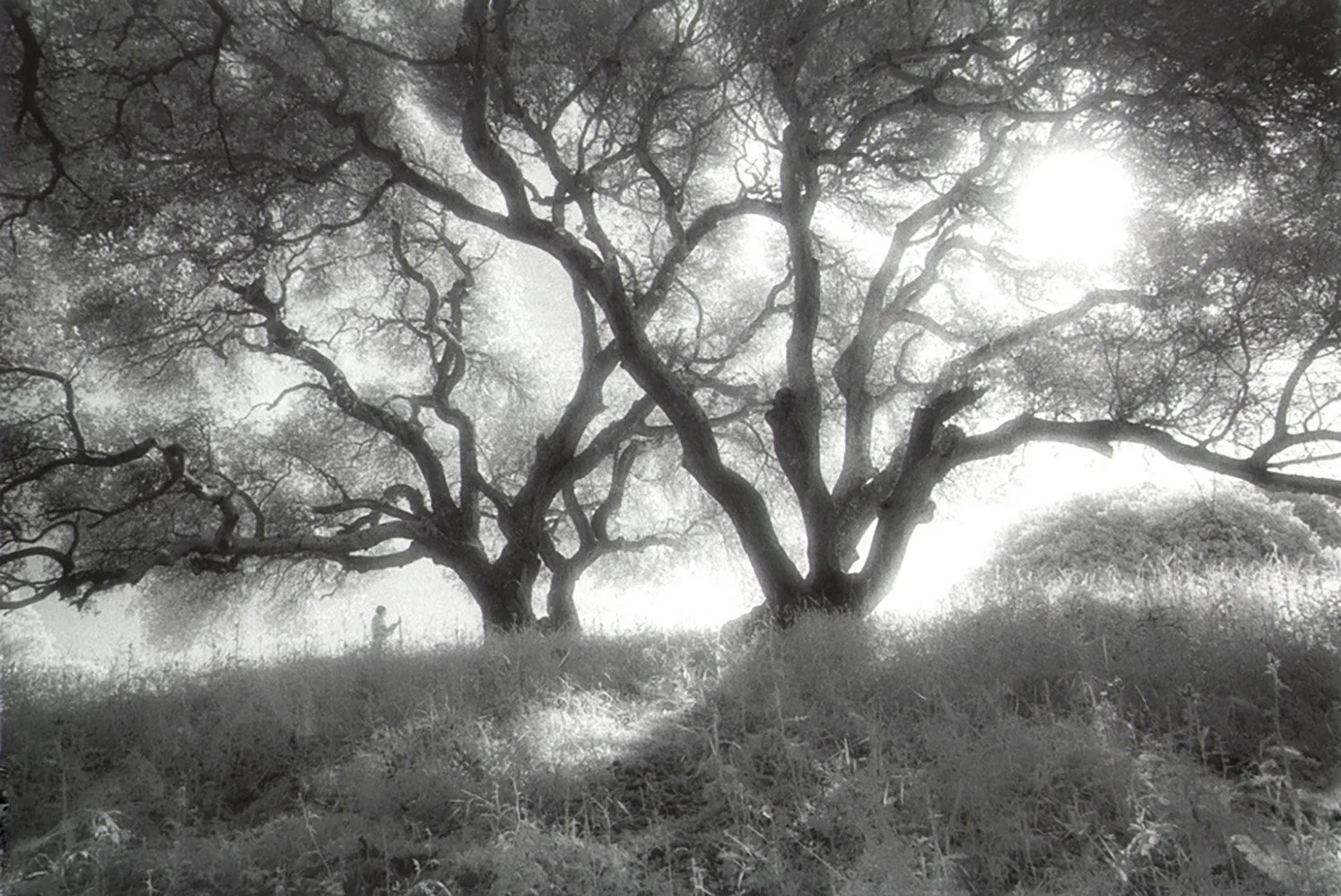 Bill Helsel,
Beneath the Oaks, Sobrante Ridge Preserve,
Gelatin silver print from infrared film negative, 16 × 20 inches