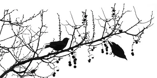 Melina Meza, February Birds