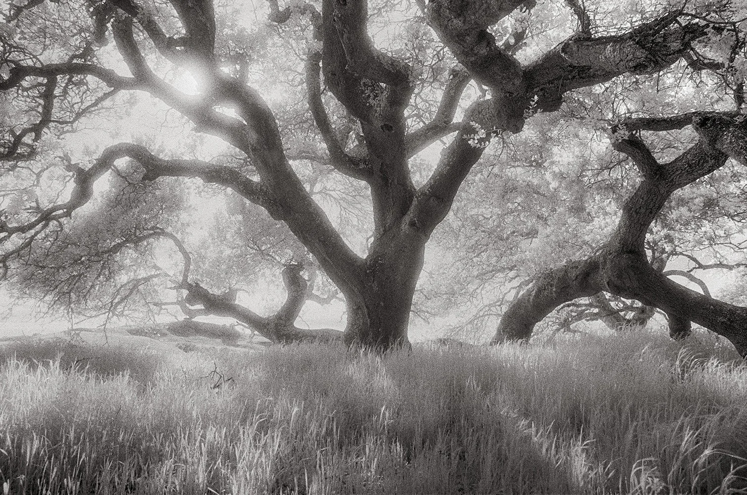 Bill Helsel,
Shady Grove, Briones Regional Park,
Gelatin silver print from infrared film negative, 11 × 14 inches