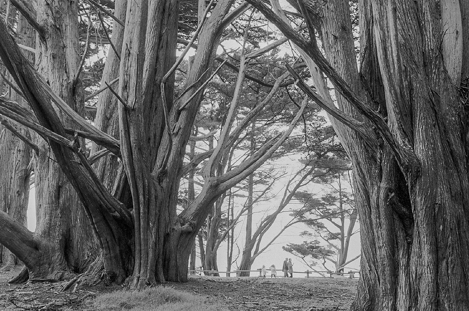 Bill Helsel,
Monterey Cypress Forest, Fitzgerald Marine Reserve,
Gelatin silver print from infrared film negative, 11 × 14 inches