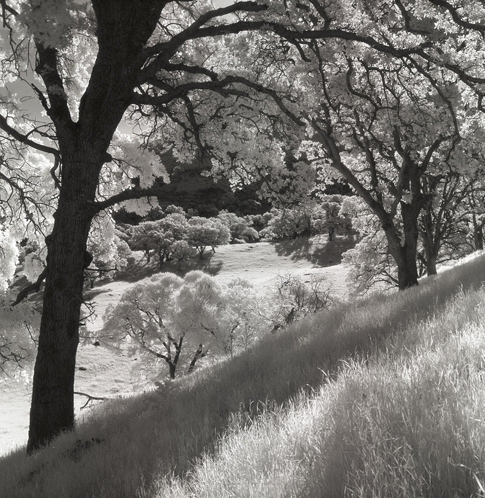Bill Helsel,
Hillside In Spring, Round Valley Regional Preserve,
Gelatin silver print from infrared film negative, 16 × 20 inches