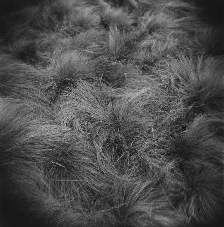 Jan Watten, Berkeley Fescue,
Holga, Kodak Tri-X