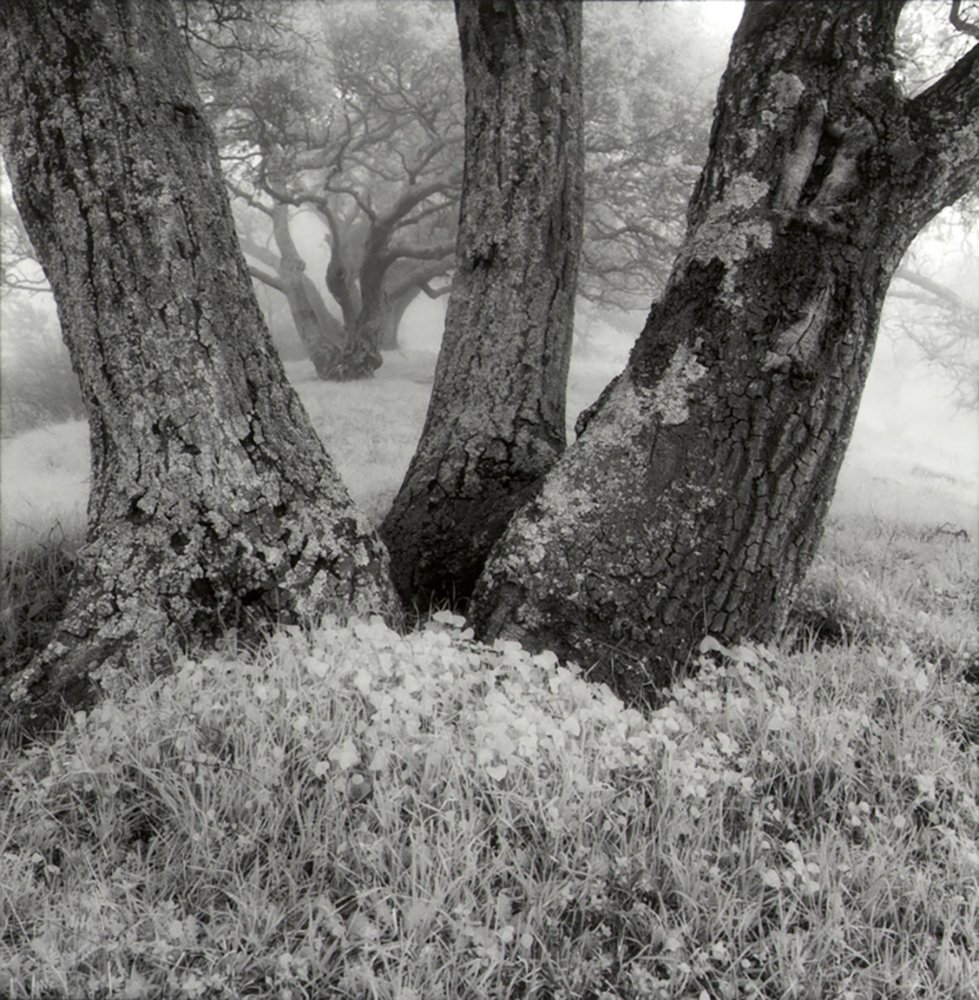 Bill Helsel,
Oaks in Fog, Winter, Briones Park, #2,
Gelatin silver print from infrared film negative, 16 × 20 inches