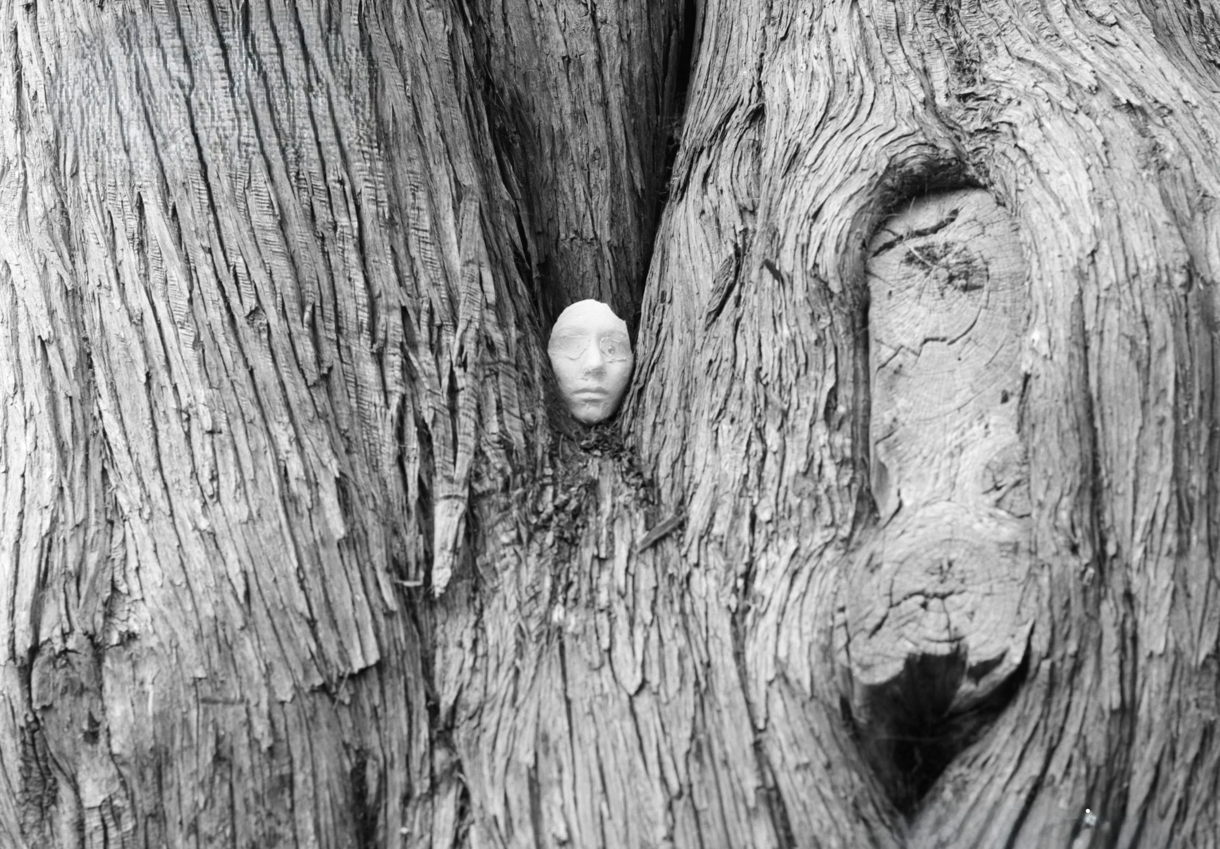 Photographer Reese Cowan image of a tree trunk with a plaster cast of her face, nestled between the branches of a tree, in black and white.