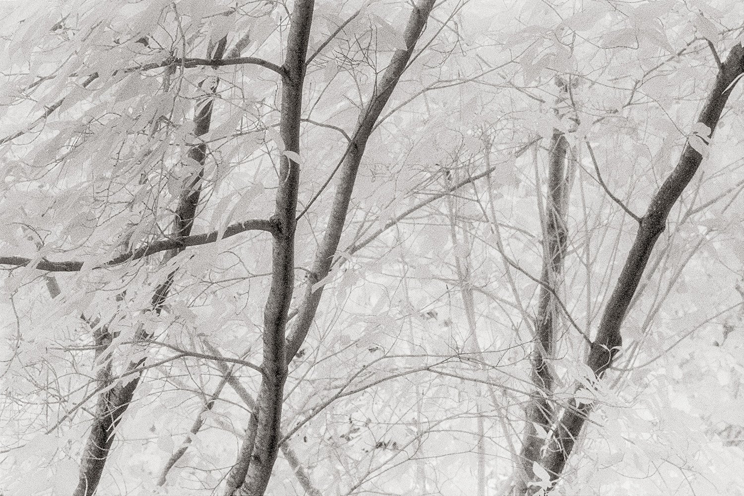 Bill Helsel,
Kindred Spirits, Tilden Park Botanical Garden,
Gelatin silver print from infrared film negative, 11 × 14 inches