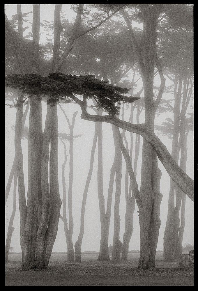 Bill Helsel,
Monterey Cypress in Fog, Pacific Grove,
Gelatin silver print from infrared film negative, 11 × 14 inches