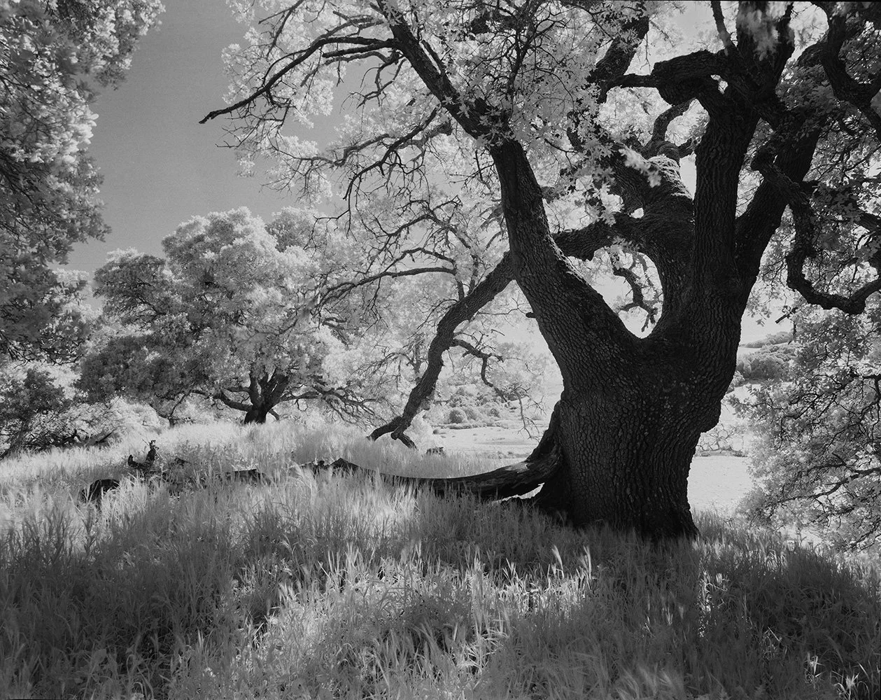 Bill Helsel,
Grandfather Oak, Pinole Valley,
Gelatin silver print from infrared film negative, 11 × 14 inches
