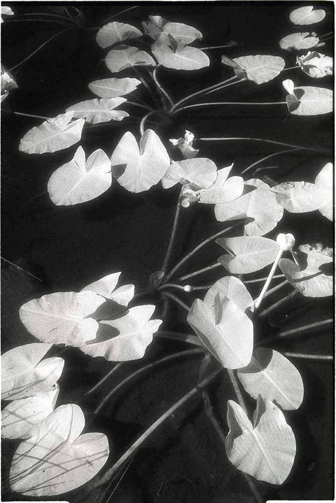 Bill Helsel,
Water Lilies, Eldorado National Forest,
Gelatin silver print from infrared film negative, 11 × 14 inches
