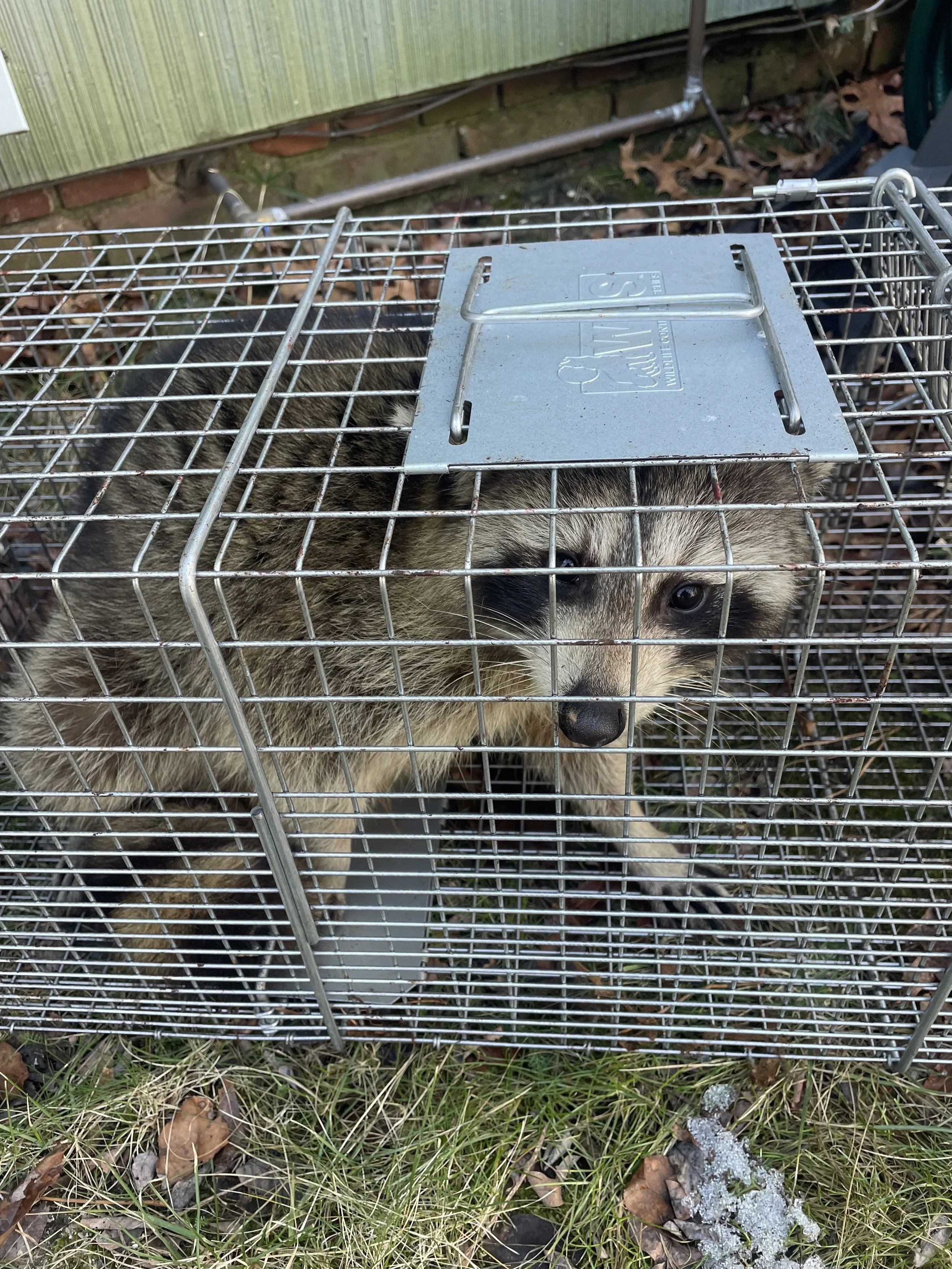 Nuisance Wildlife Removal