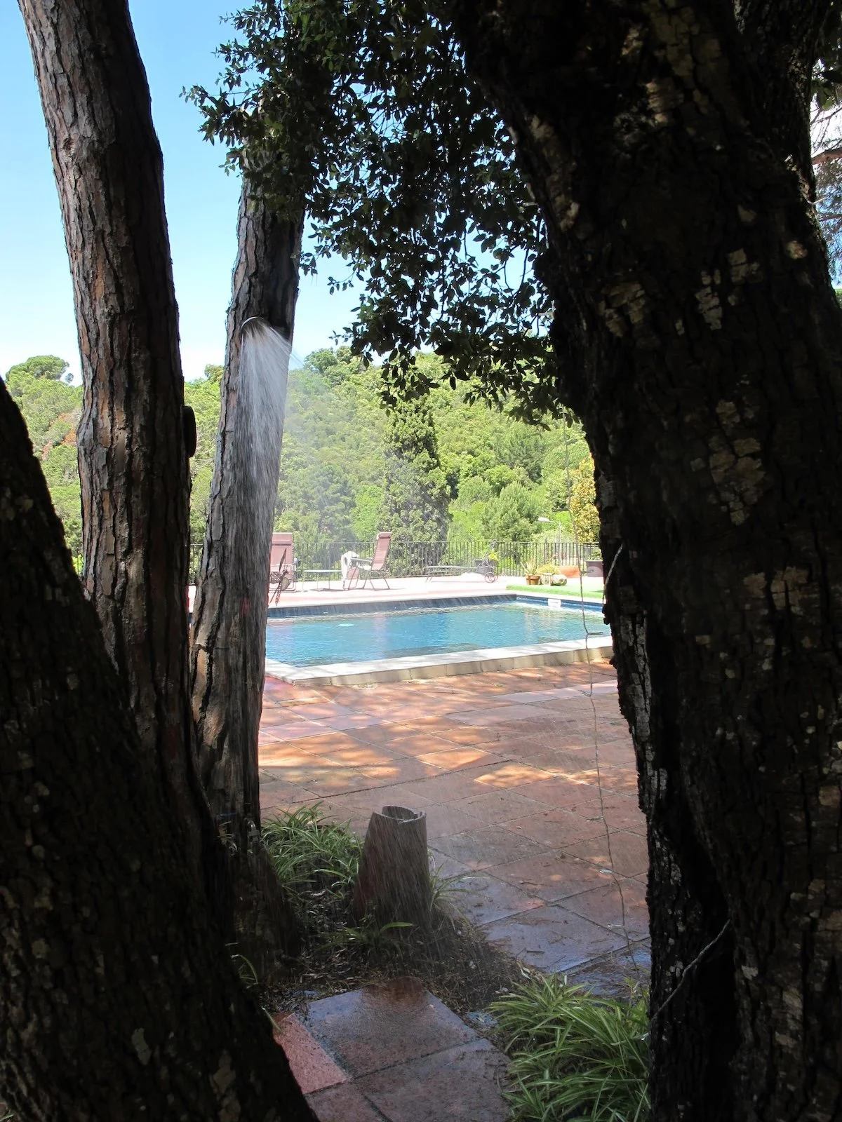 A backyard view through an opening between two large, rough-barked trees showing a swimming pool surrounded by patio furniture, with lush green trees and hills in the background under a clear blue sky.
