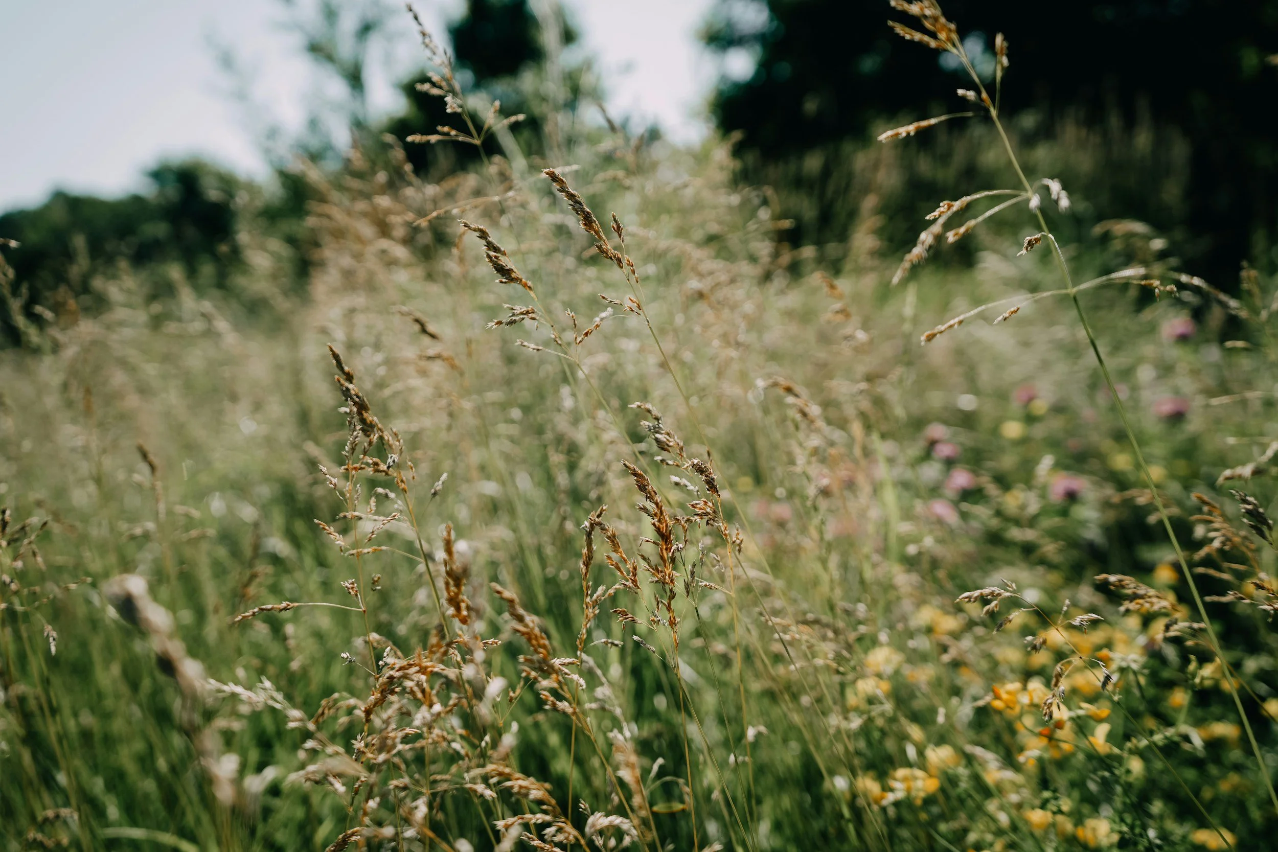 Natural meadow grass with soft sunlight aesthetic