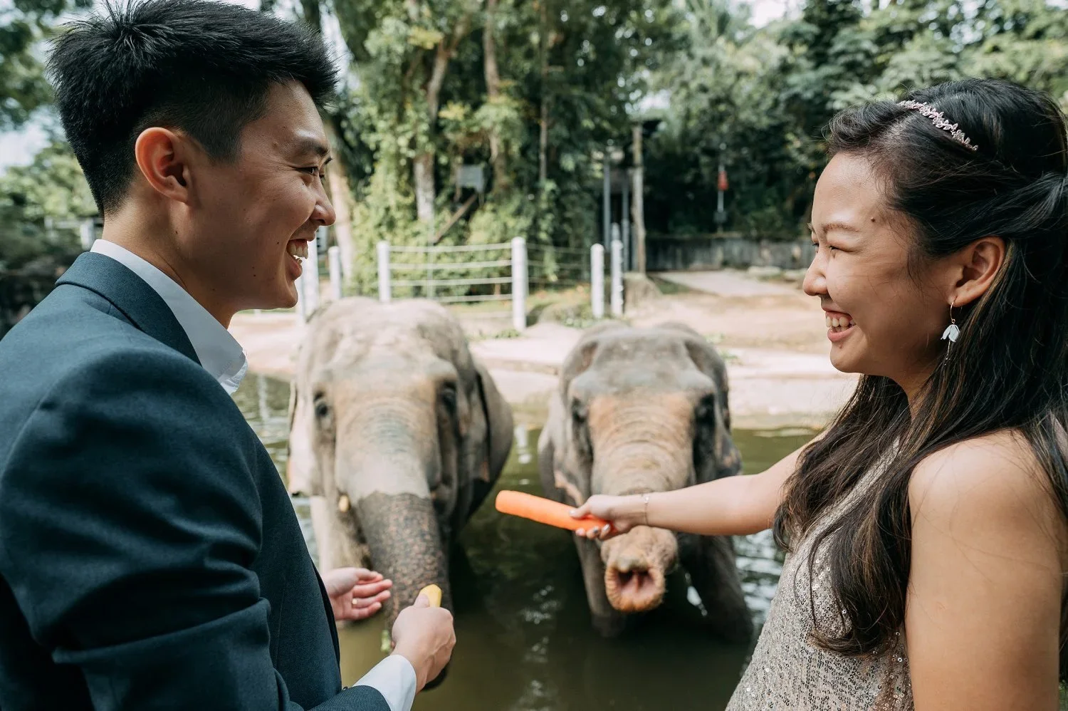 Feeding Elephants Close-up
