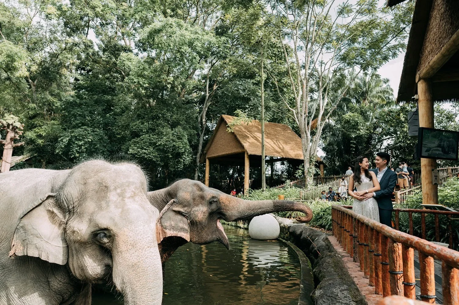Couple with Elephants