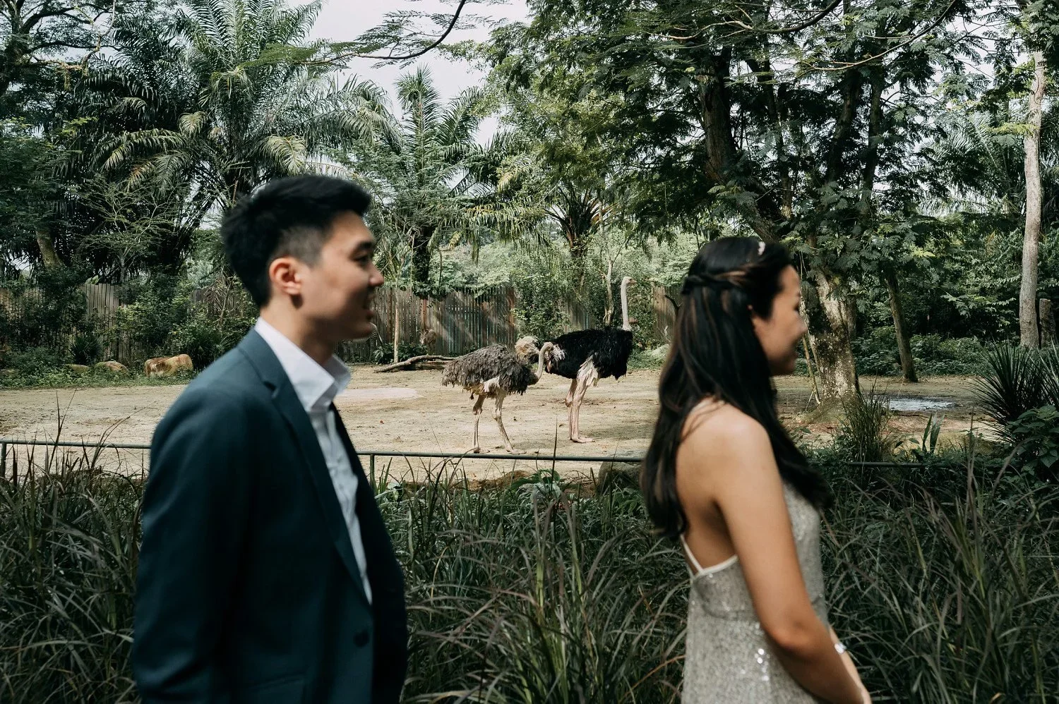 Walking by Ostriches