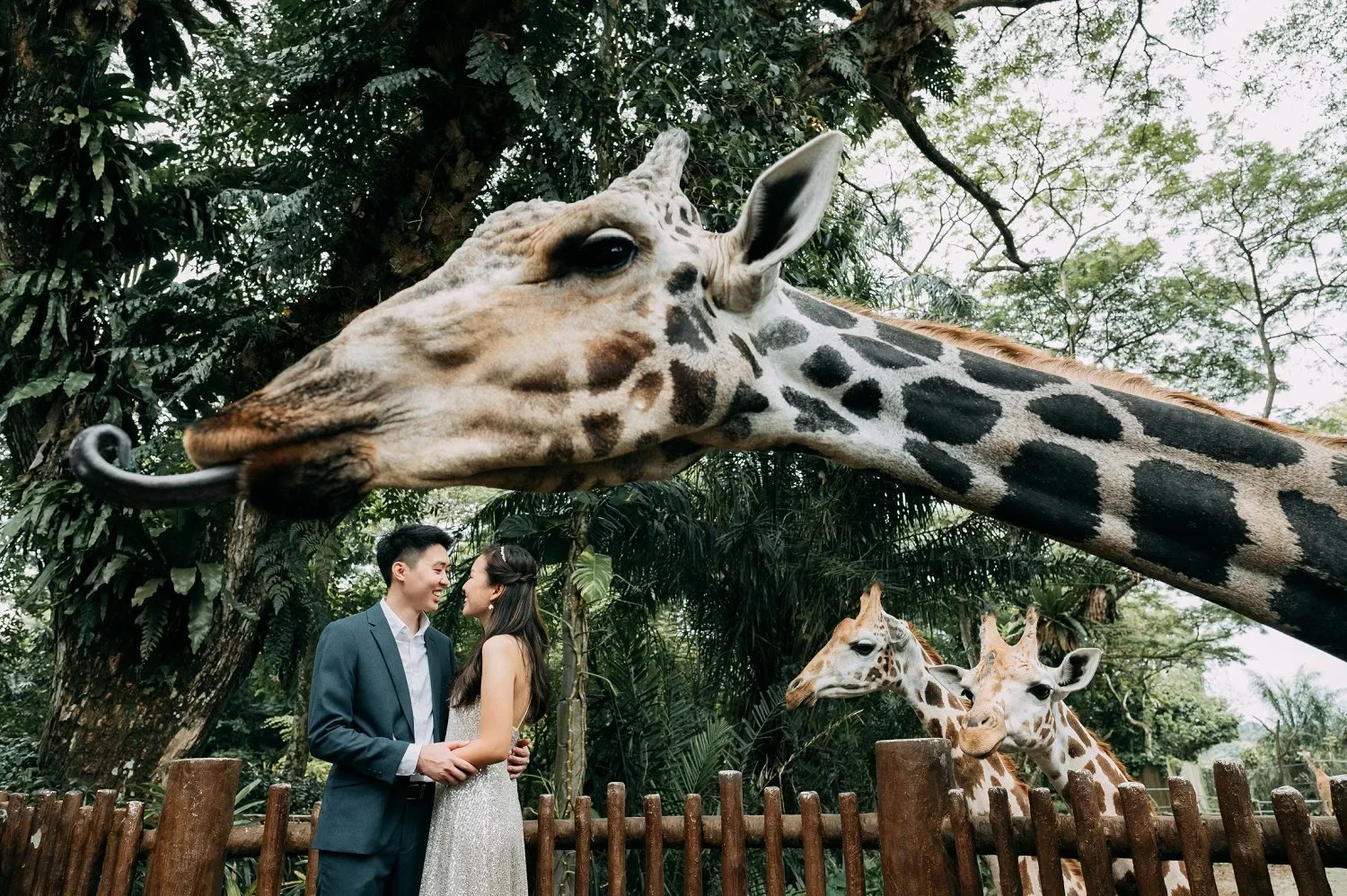 Pre-wedding Photography Singapore Zoo Mandai