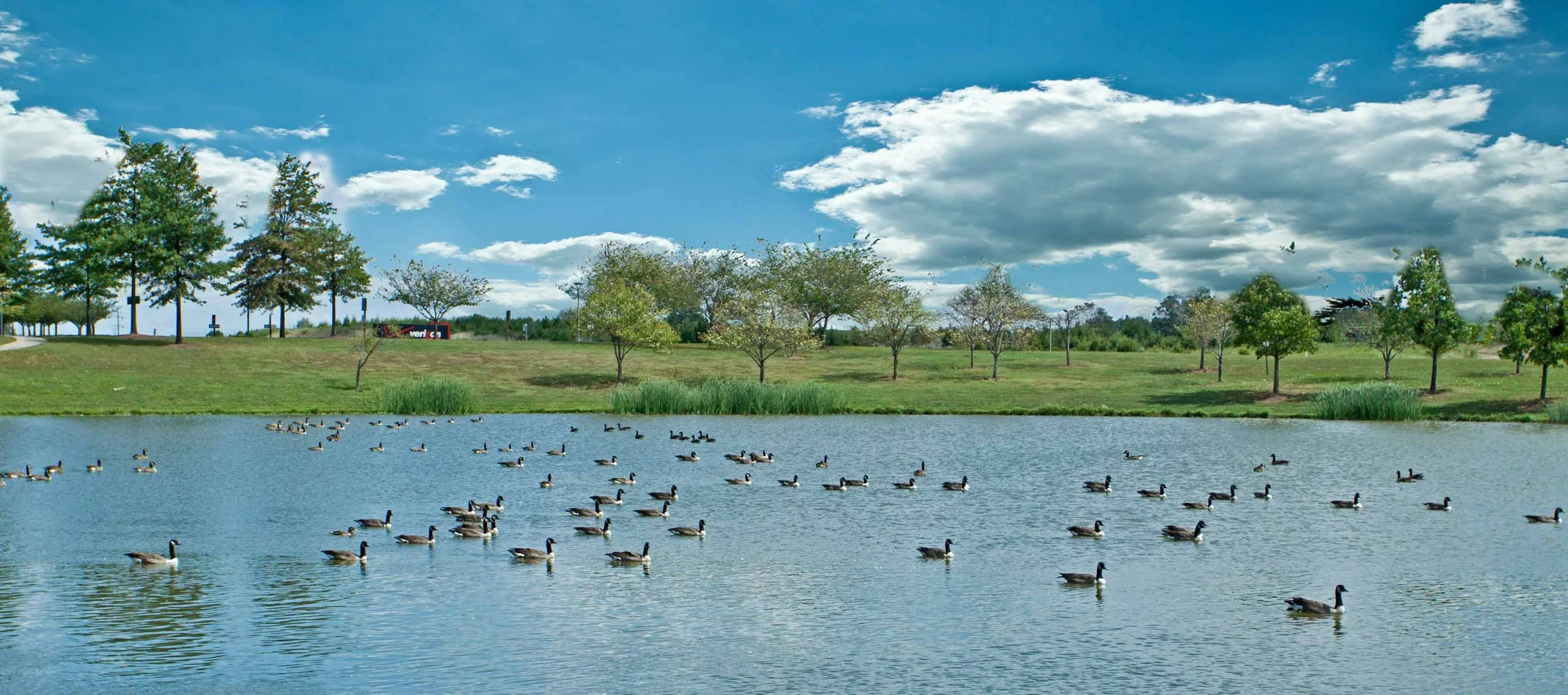 Geese gathered beside a pond in a park in Ashburn Virginia community