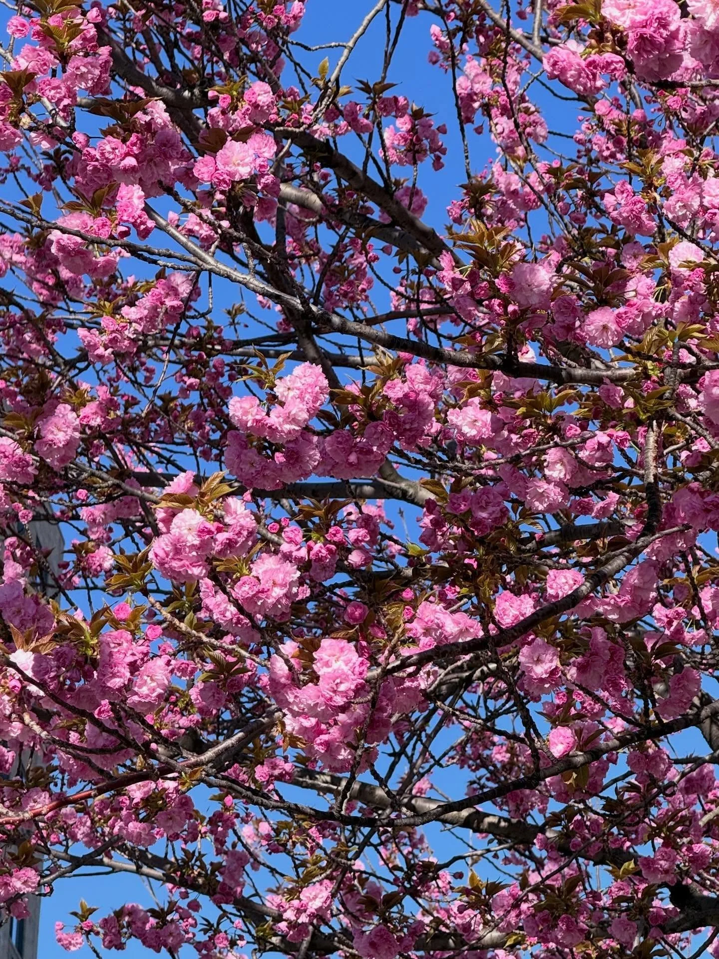 Because April 🌸🪻