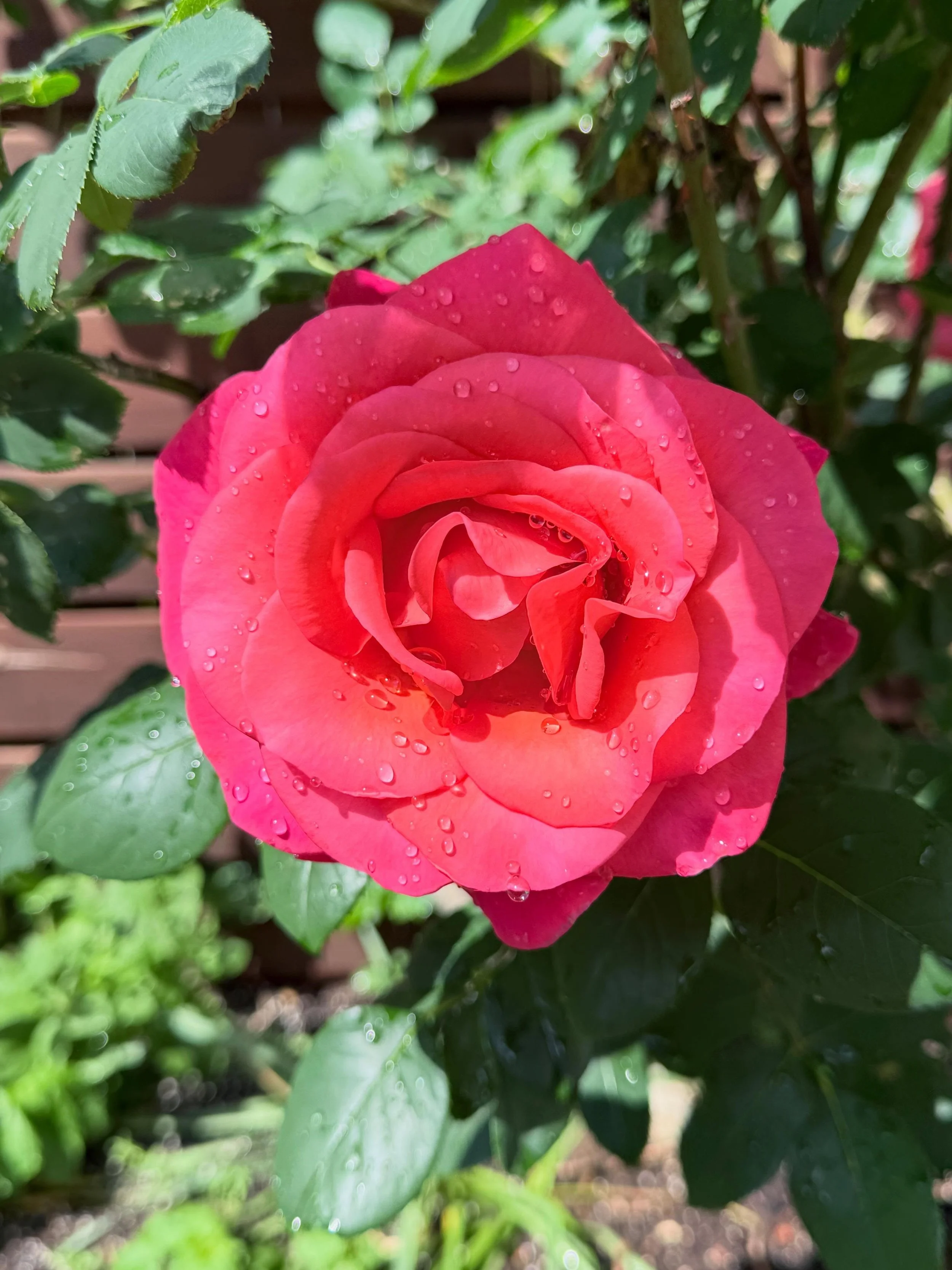 🌹My Ingrid Bergman rose says hello. 

How is it possible that my daughter has no idea who she is? Or Isabella Rossellini. Like- what?