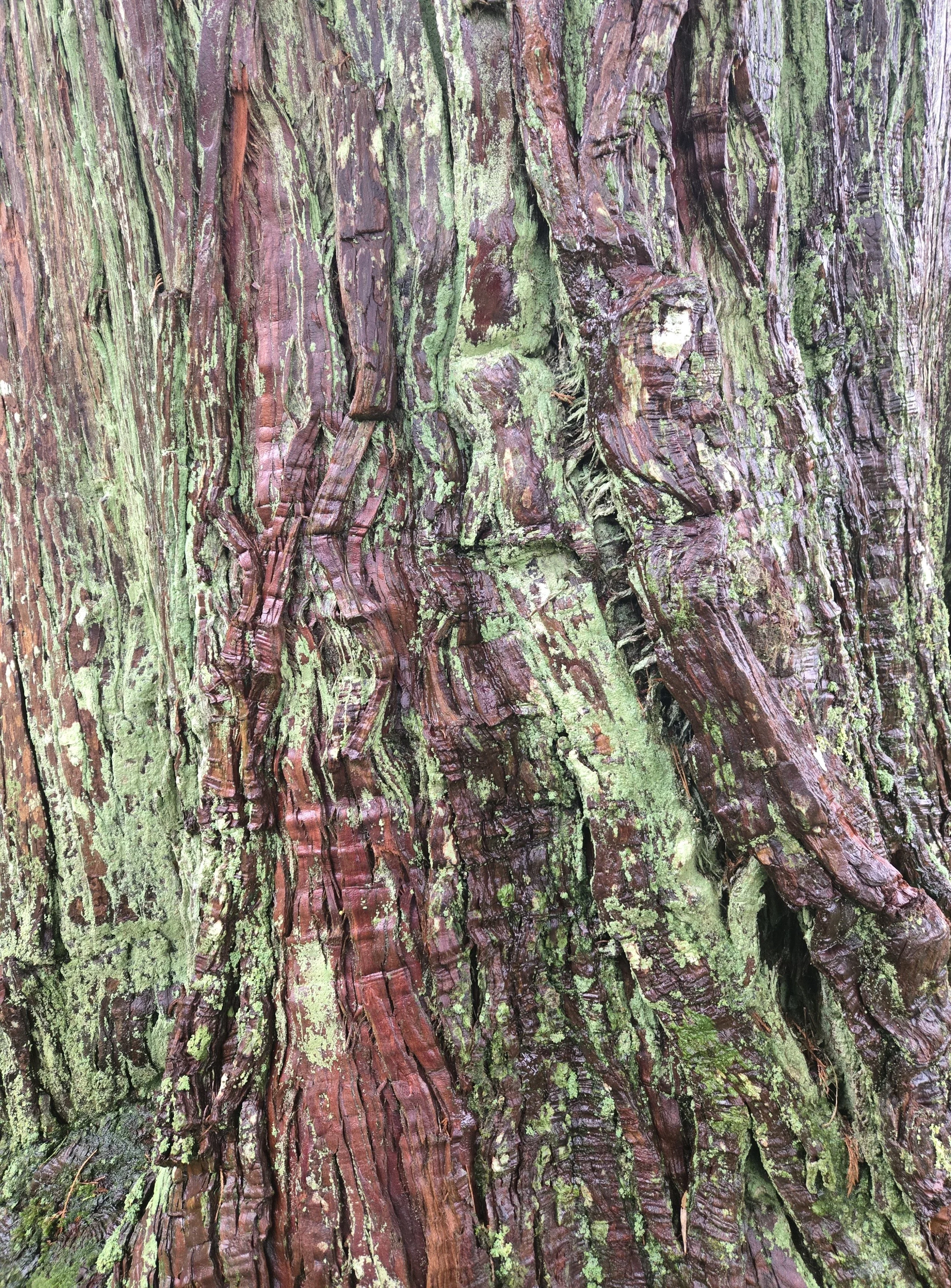 Bark
