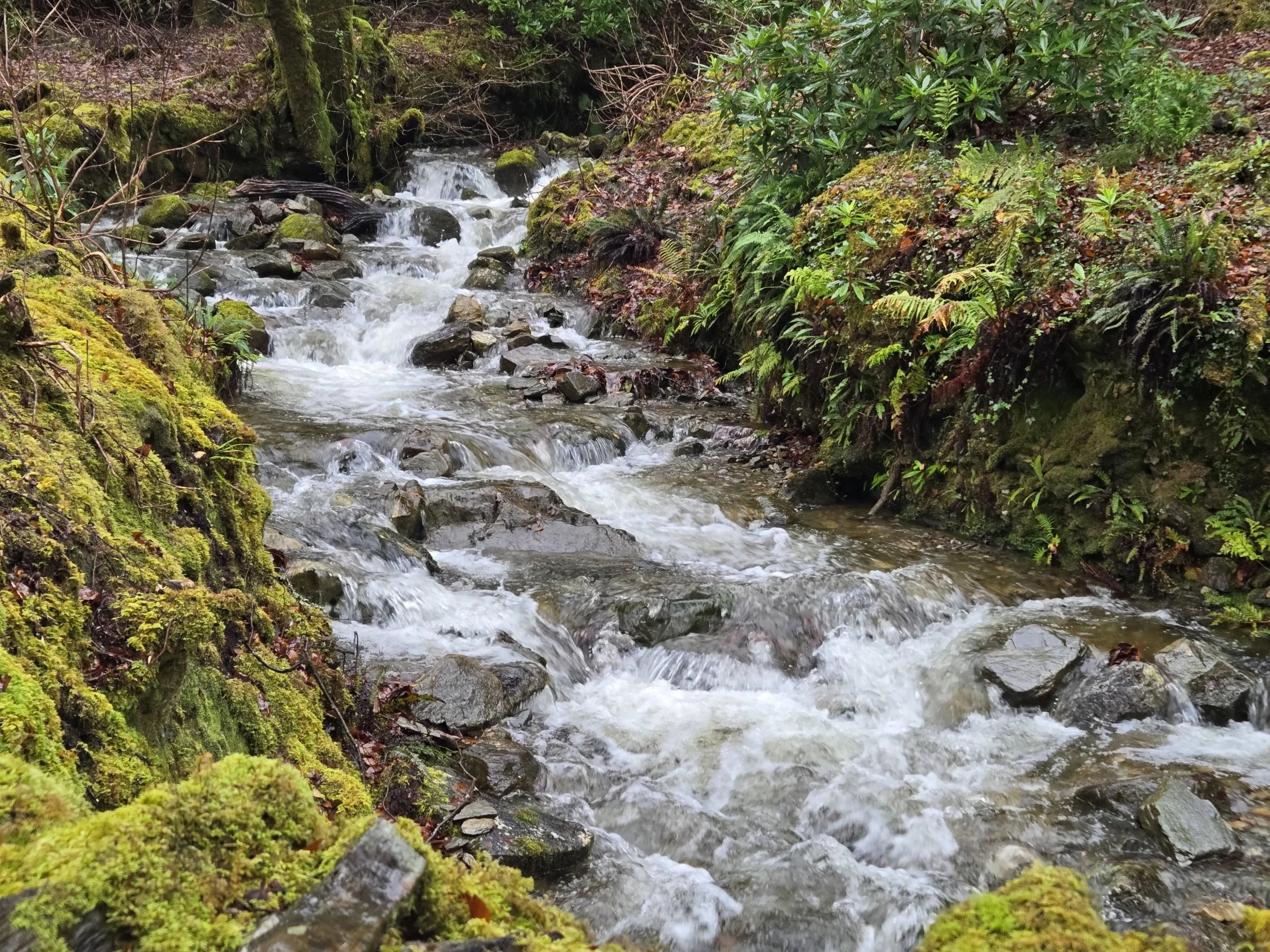 Flowing Stream