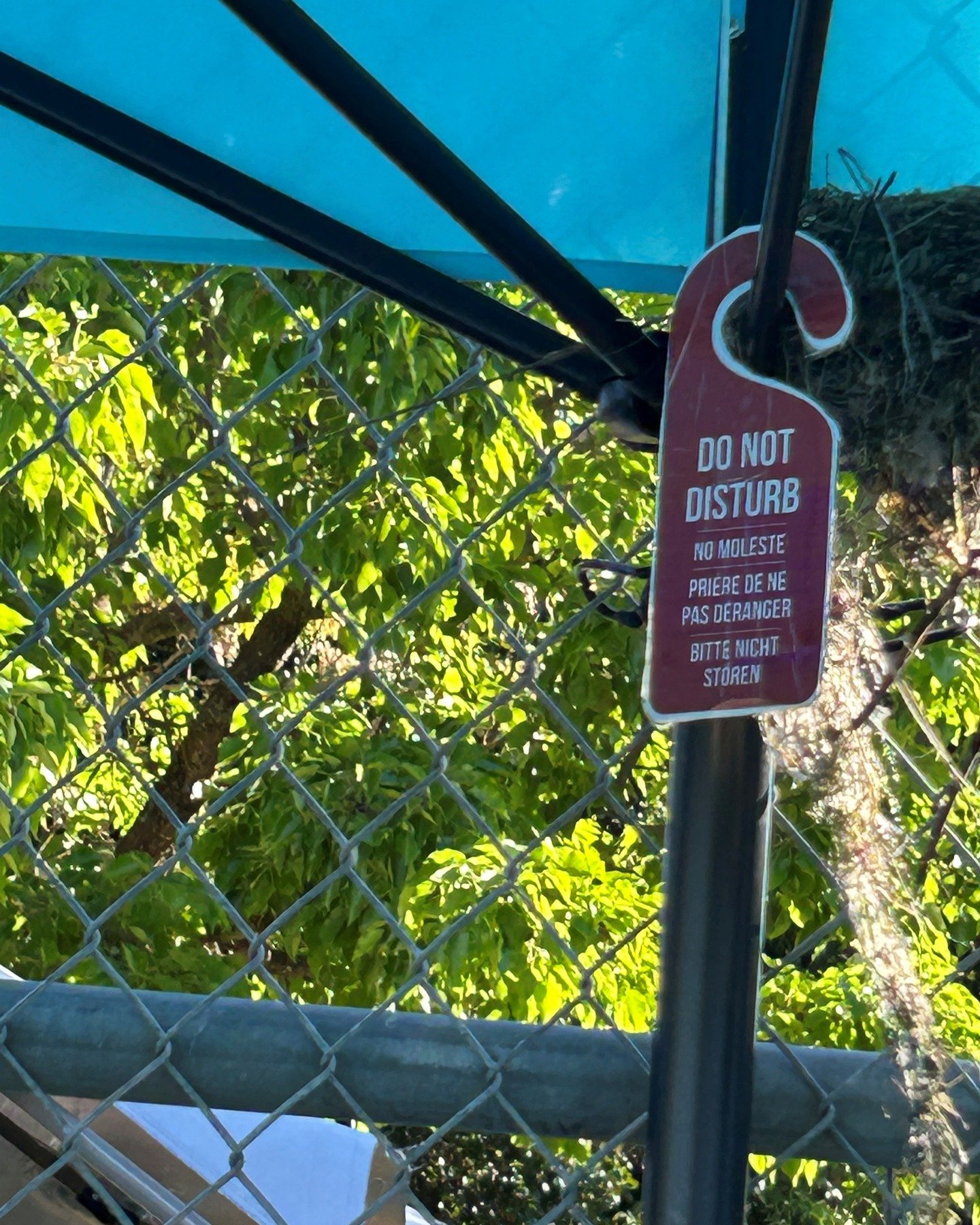 A little assist for our nesting dinosaurs on Court 8. Shhhhhhh
