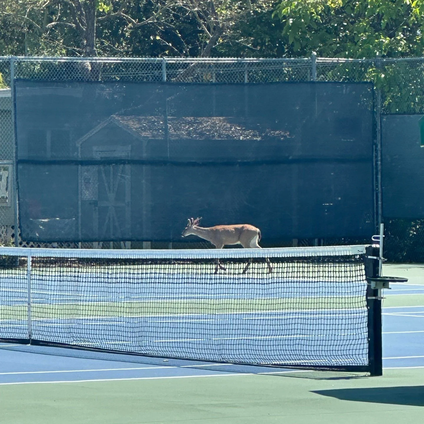 Hey everyone! New member at NVTA looking for 14.0 doubles partner. Her name is Jane Doe.