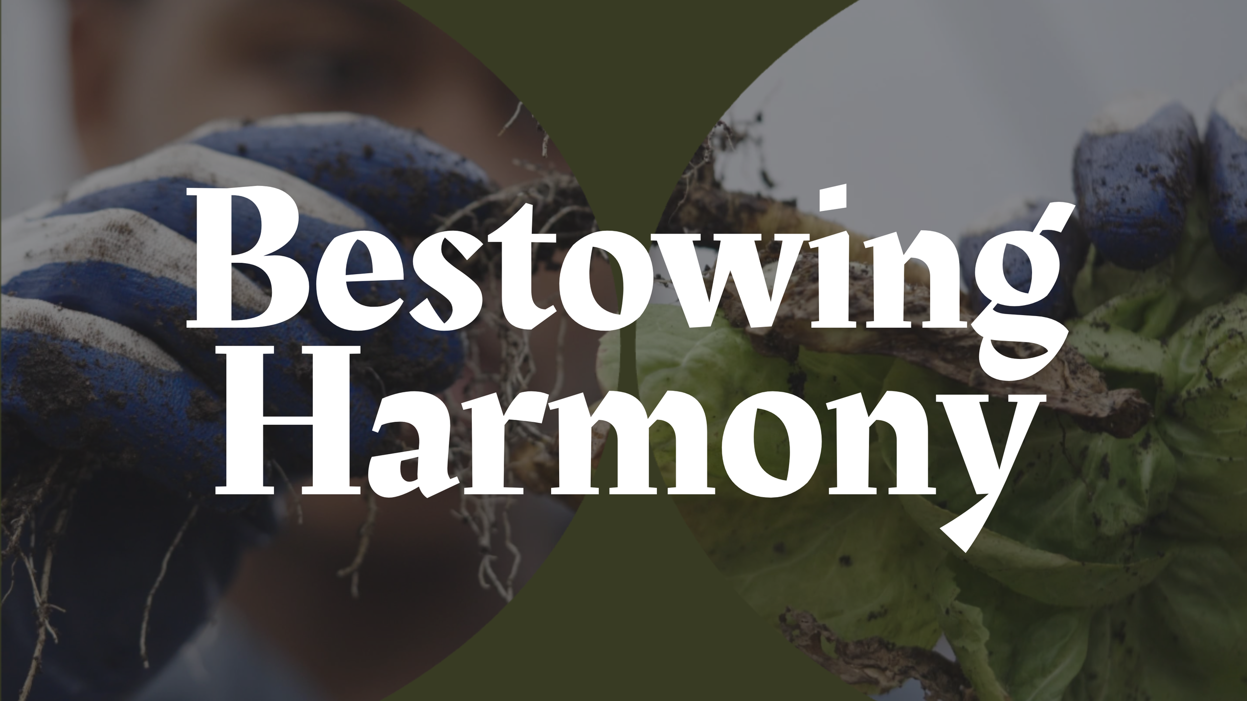 Close-up of muddy hands planting seedlings with soil and roots visible, overlaid with text 'Bestowing Harmony'.