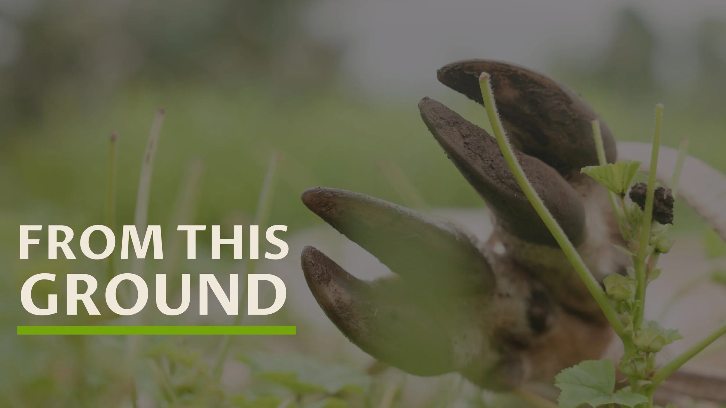 Title: From This Ground. A pair of deer legs sits tied on the grass.