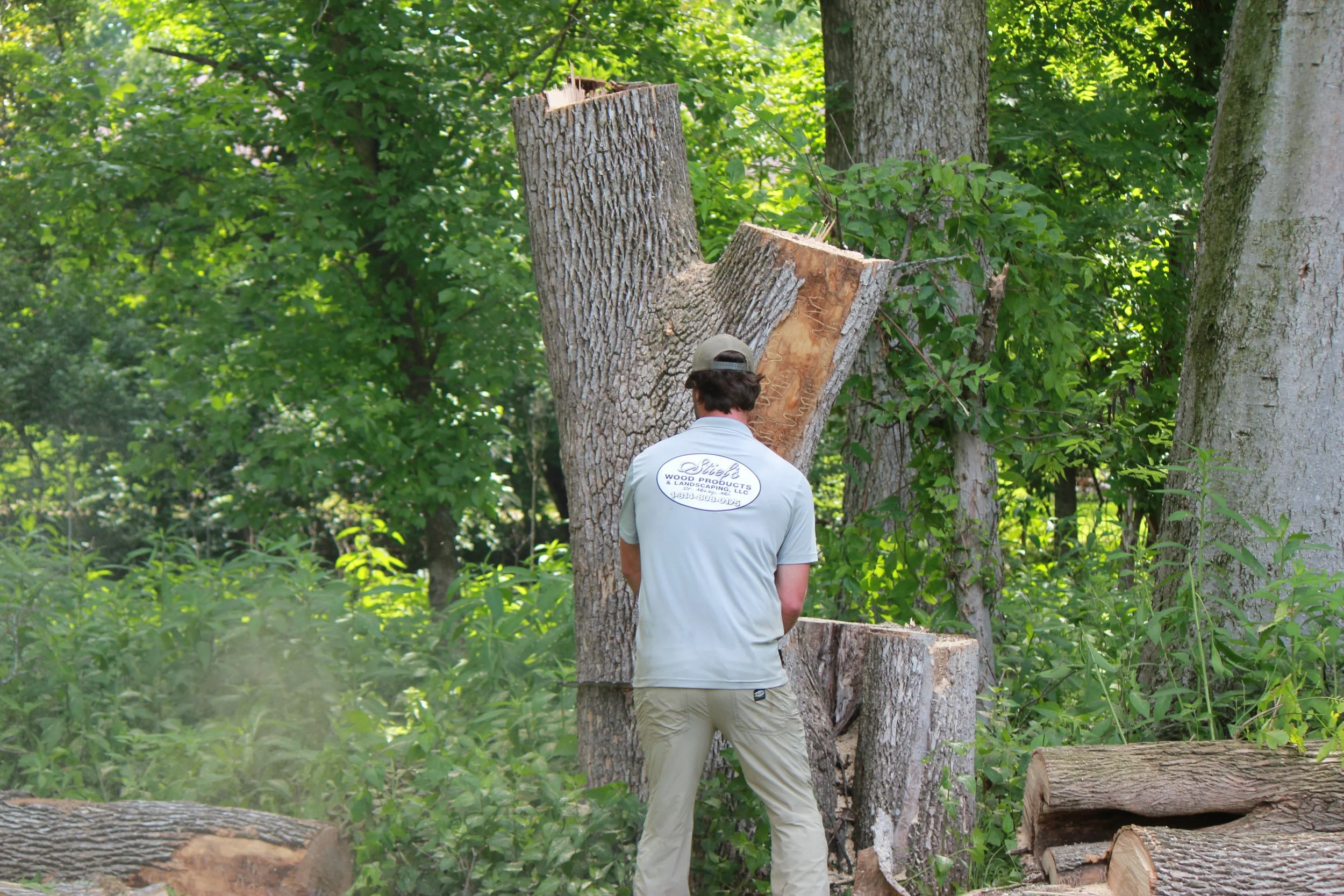 A man wearing a white shirt and beige pants, with his back to the camera, working on a tree in a dense green forest. The man is wearing a hat, and the tree appears to be cut down or felled, with some logs and chopped wood on the ground.