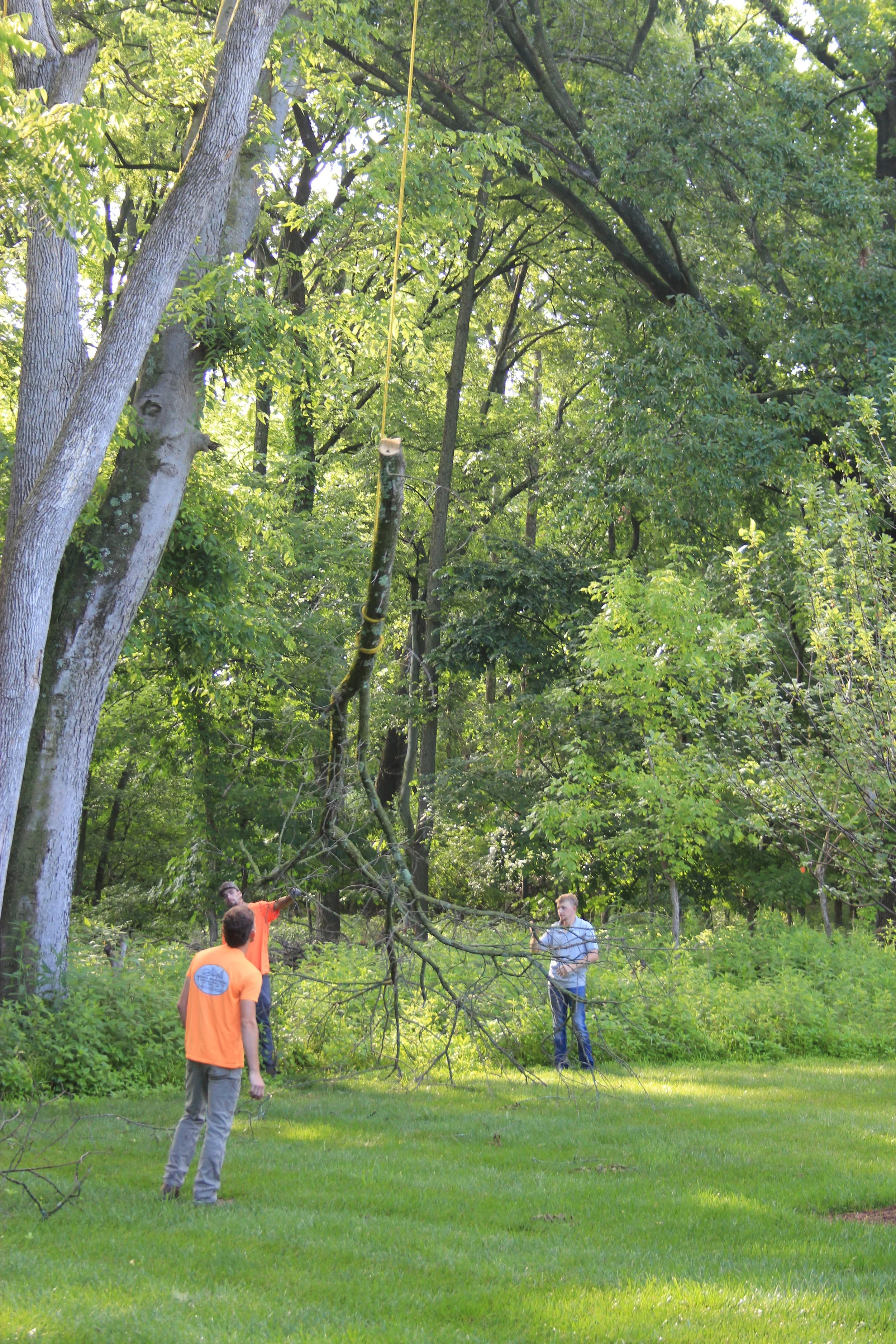 Three men in a wooded area, with one man showing a branch to the others, who are standing on a grassy lawn, some trees and dense foliage in the background.