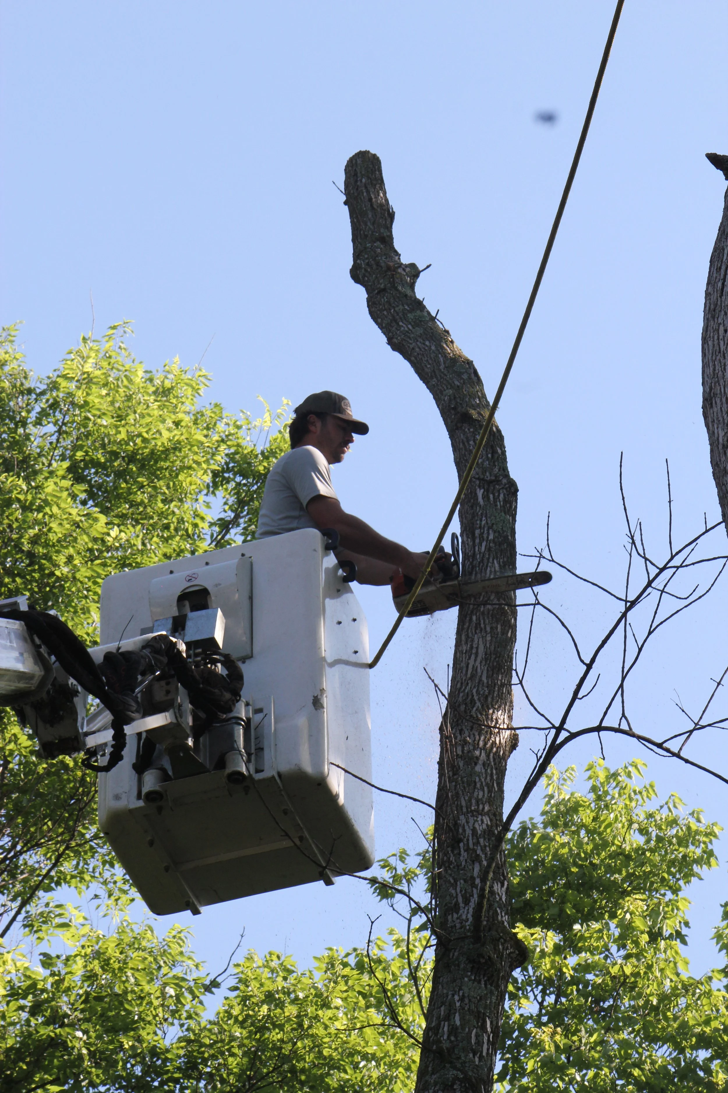 A man in a bucket truck trimming a tall tree with a chainsaw.